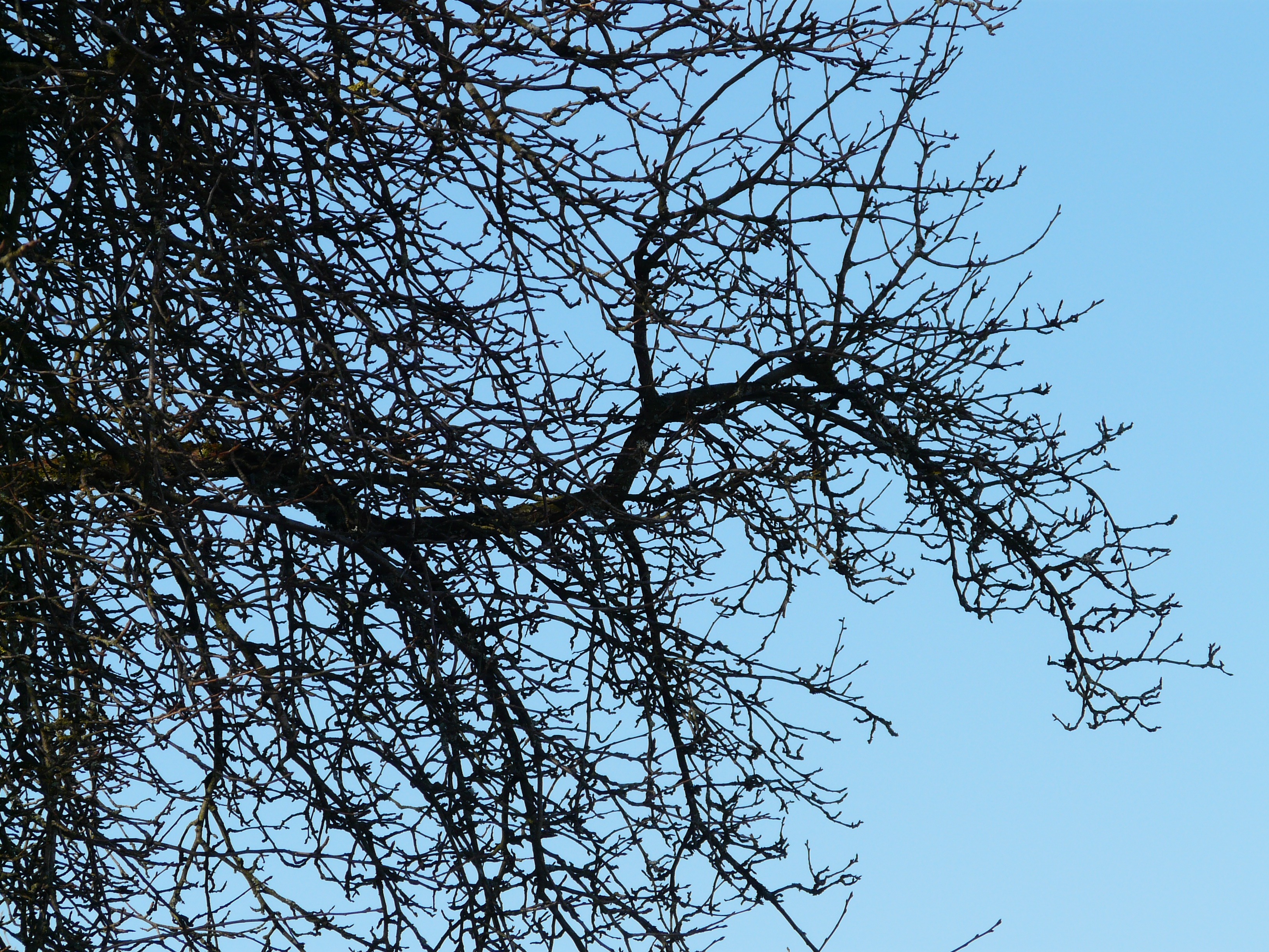 tree, branches, pear, orchard, sky, low angle view, plant, bare tree
