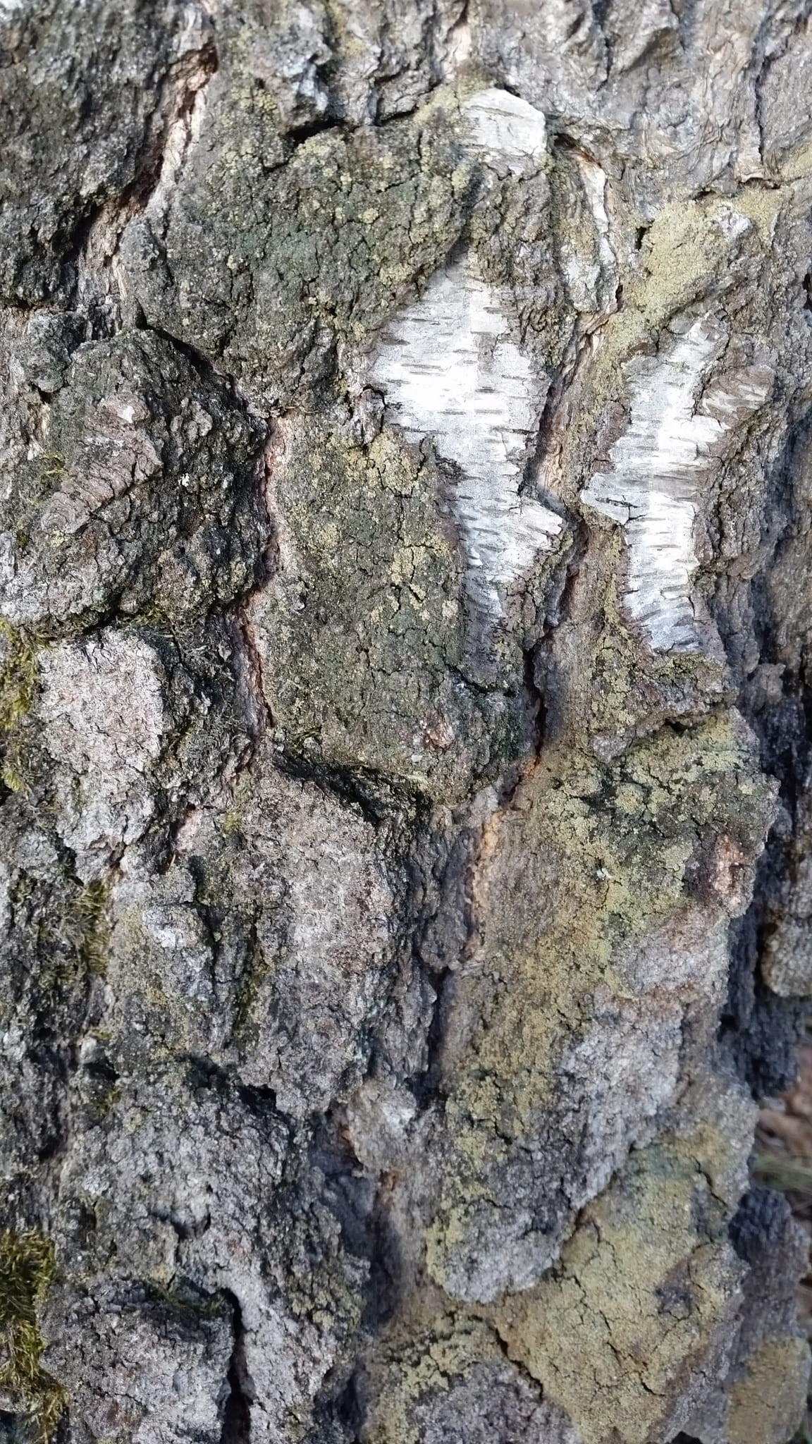 Tree, Background, Texture, Wood, Bark, rock - object, textured