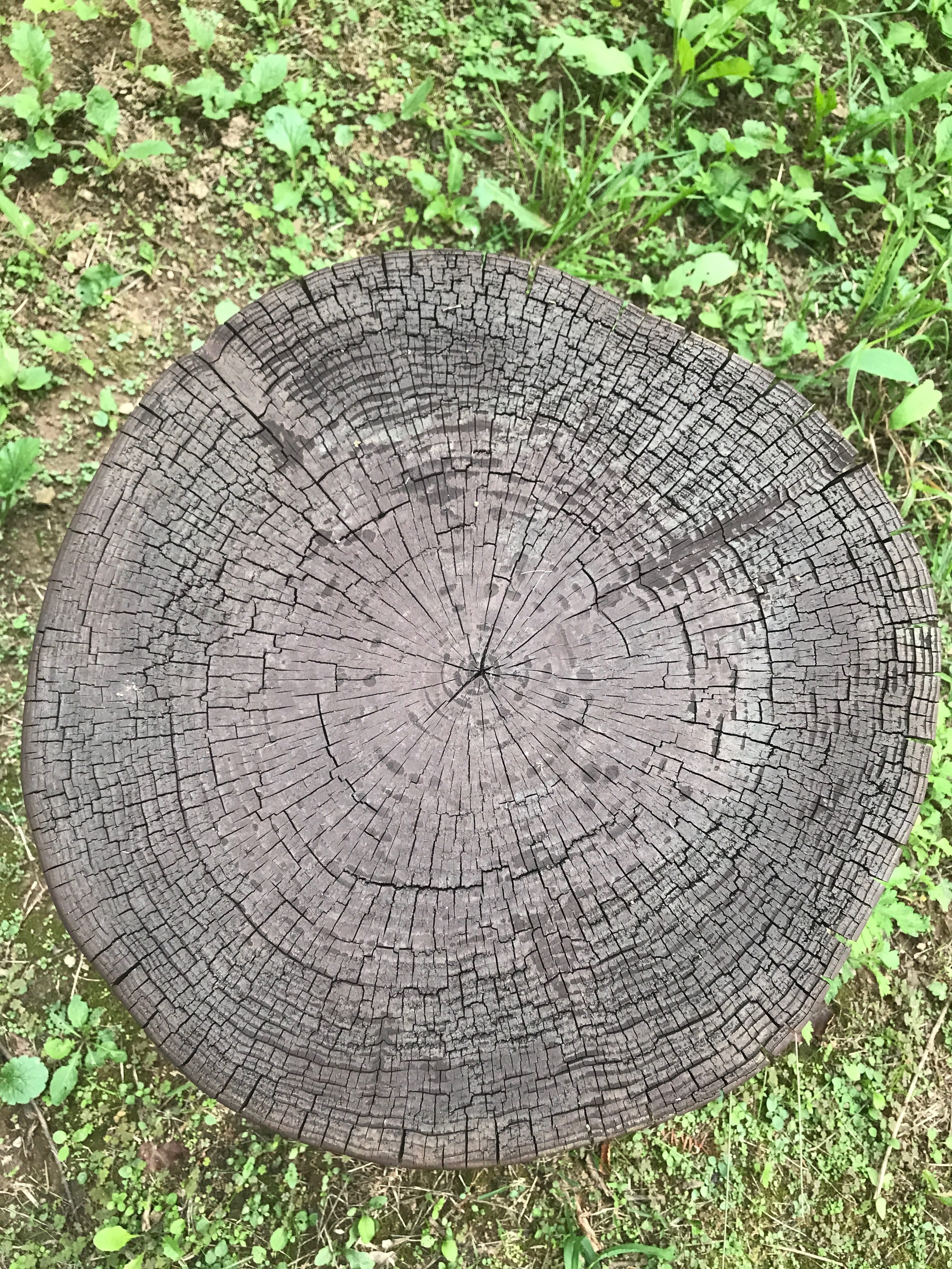 cut trees, annual zone, circle, nature, texture, wood, all these years