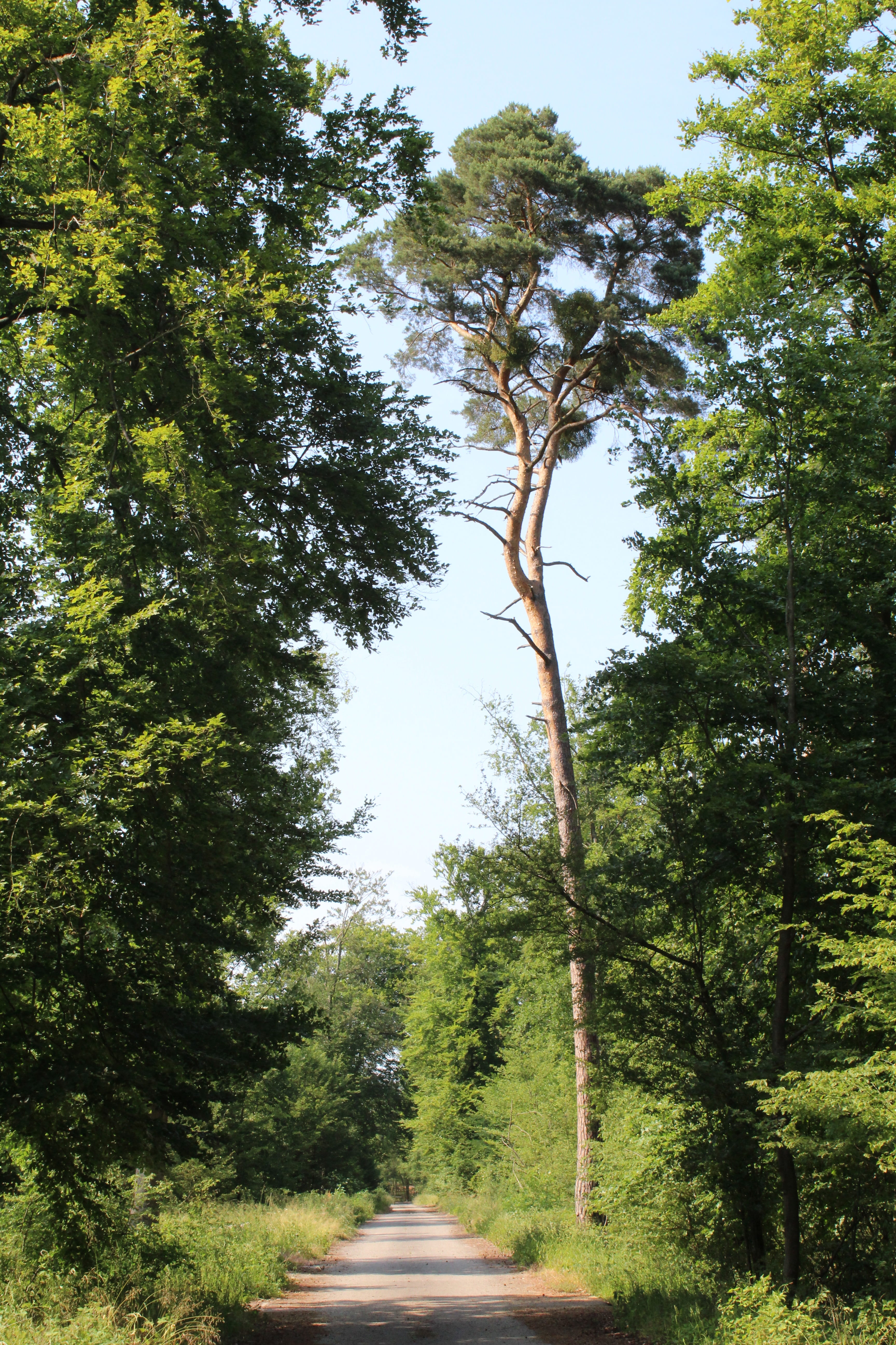 forest path, sunny, away, plant, tree, direction, the way forward