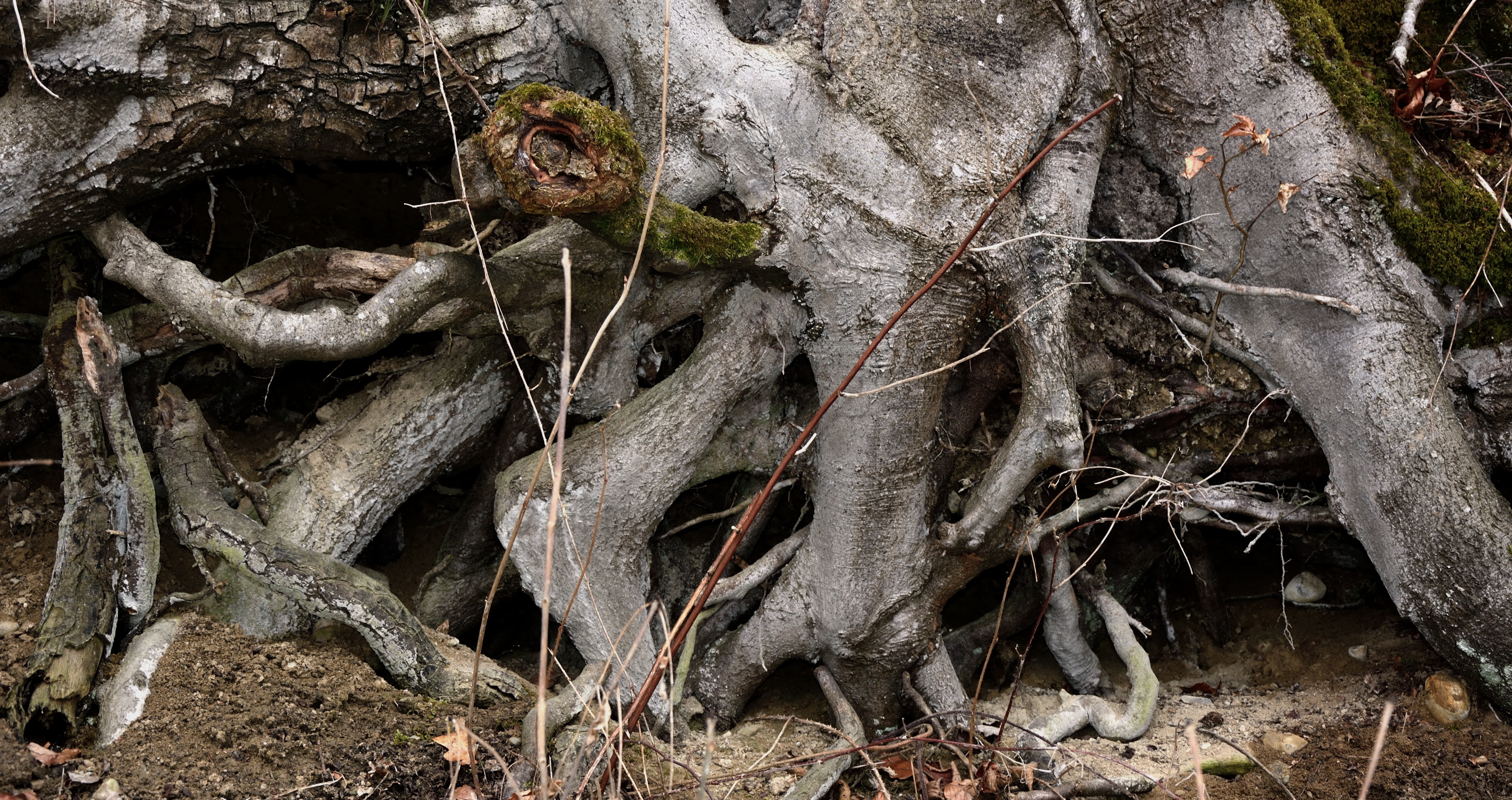 root, root system, tree, texture, background, structure, nature