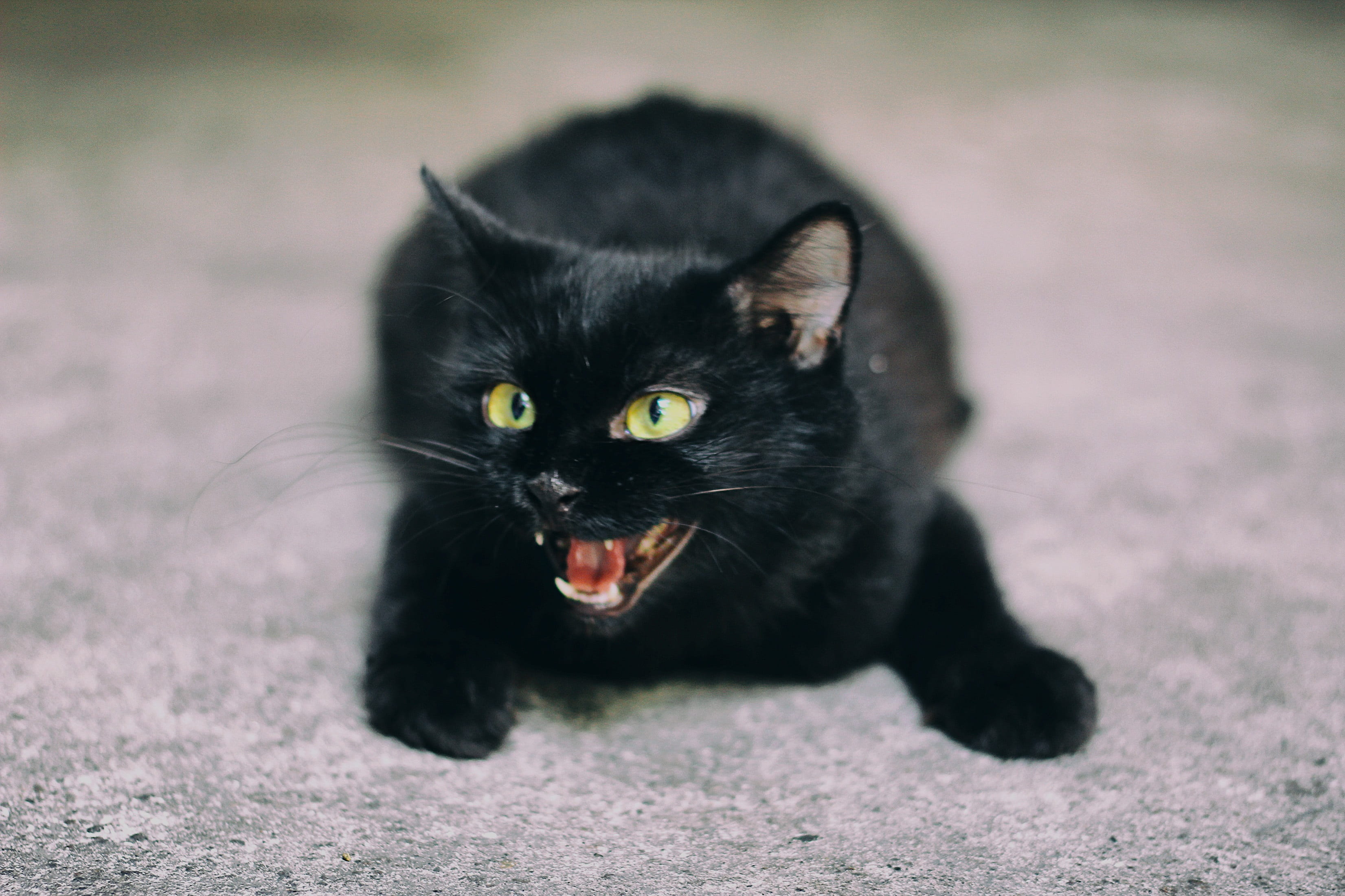 depth of field photography of black cat hissing, animal, feline