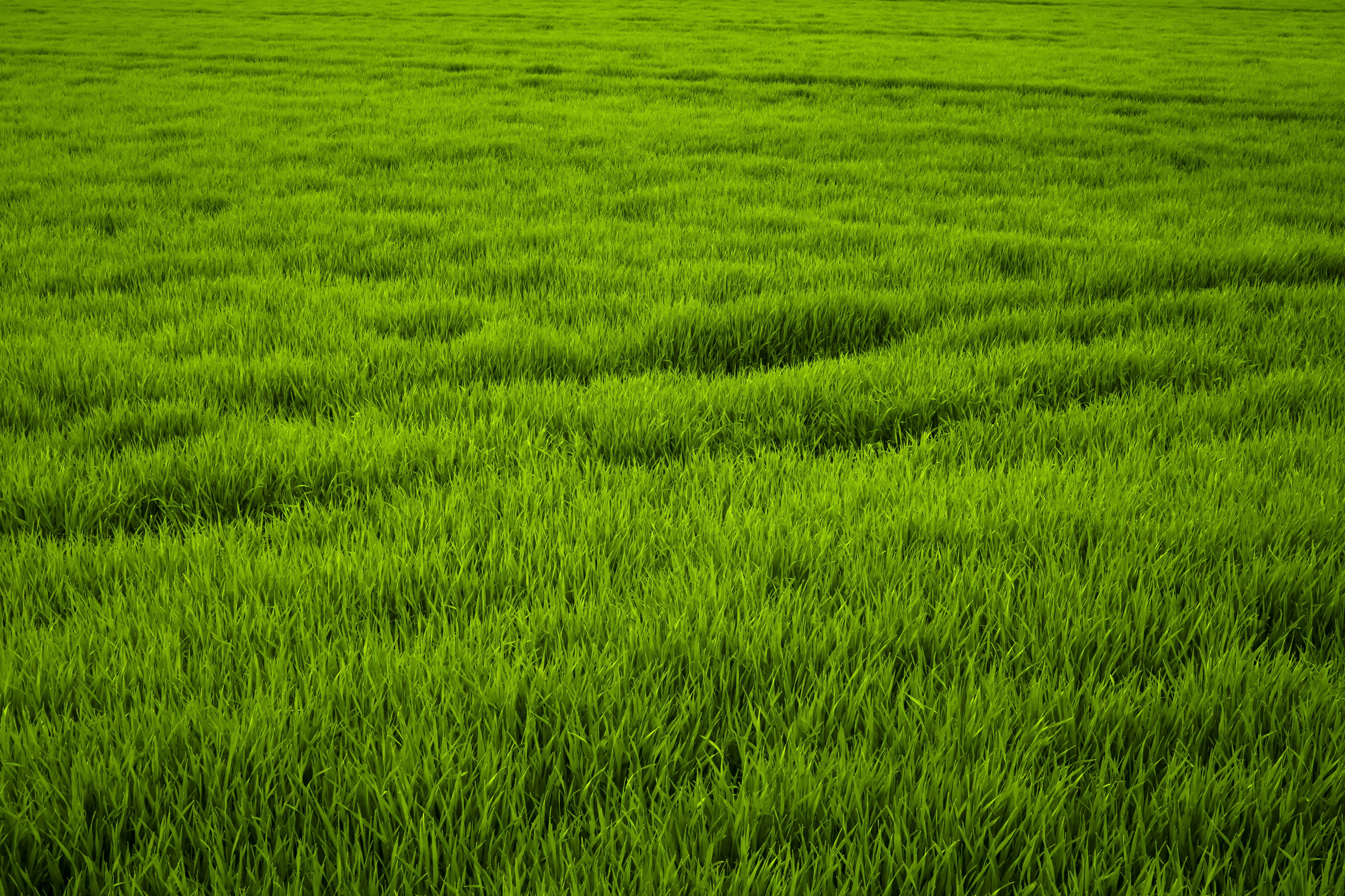 field with green gras, grass, meadow, juicy, frisch, nature, grasses