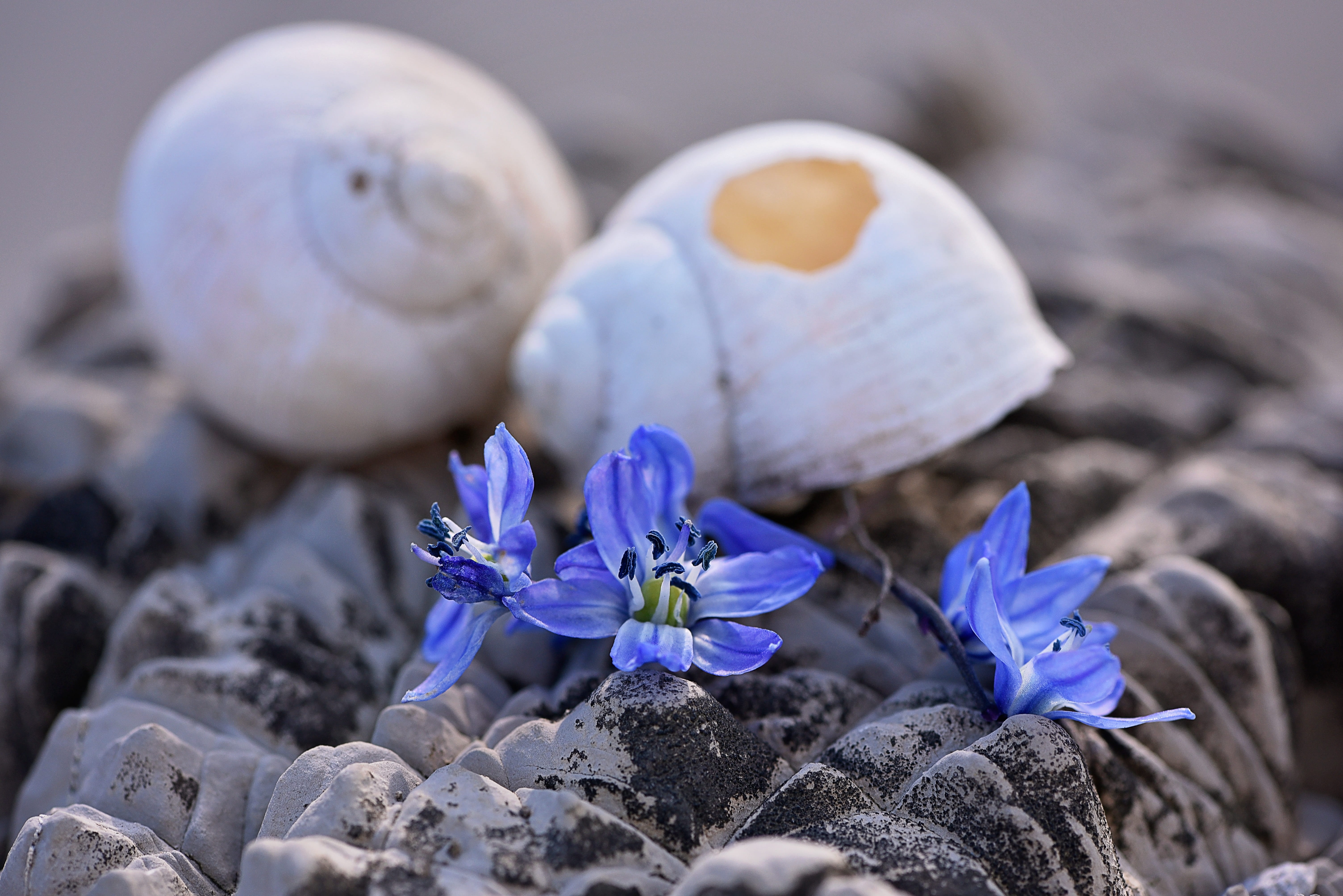 Empty, Snail Shell, leave, empty snail shell, broken, damaged