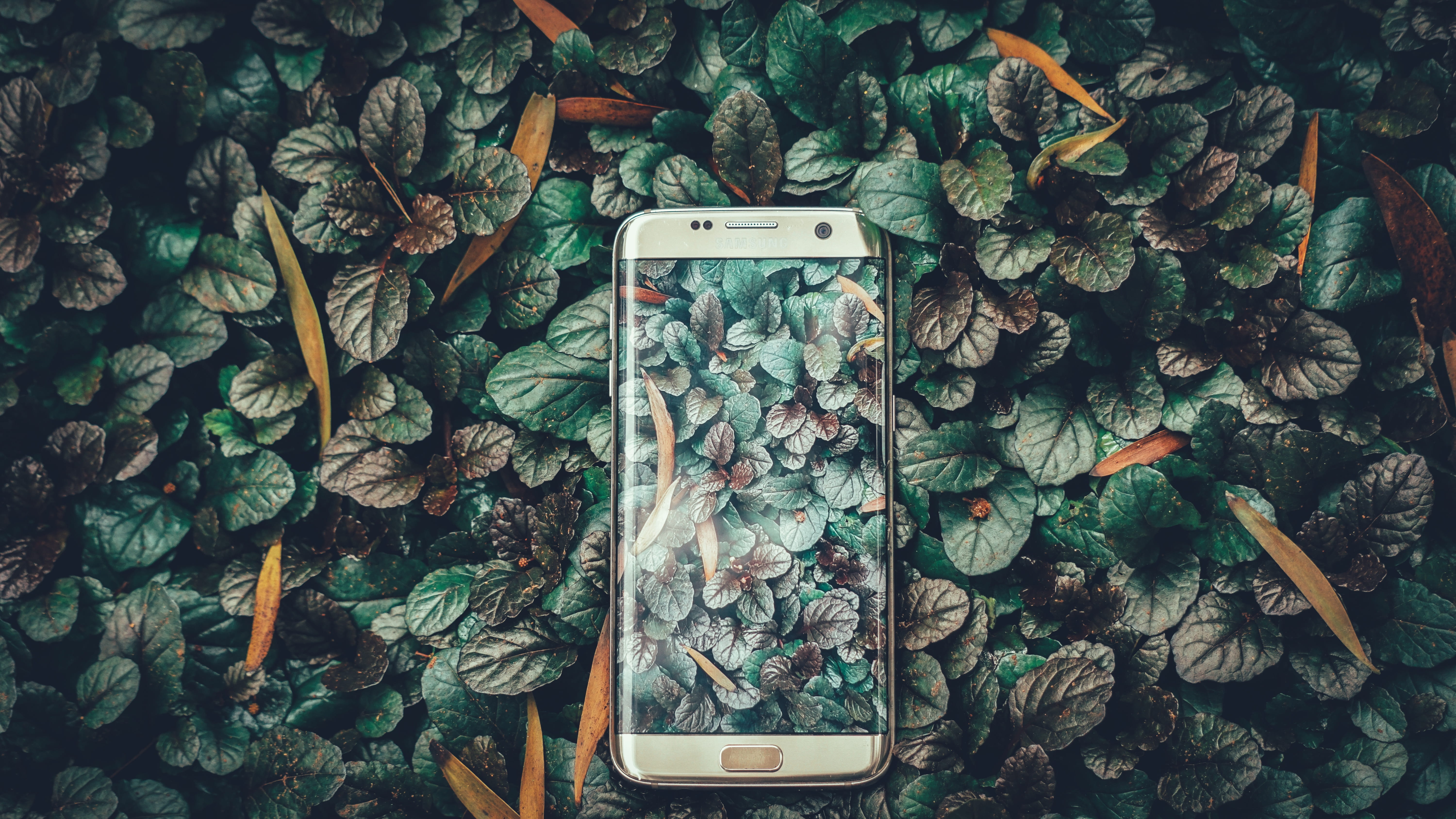 Mobile landscape, low-light photo of gold platinum Samsung Galaxy S7 edge with floral wallpaper and background