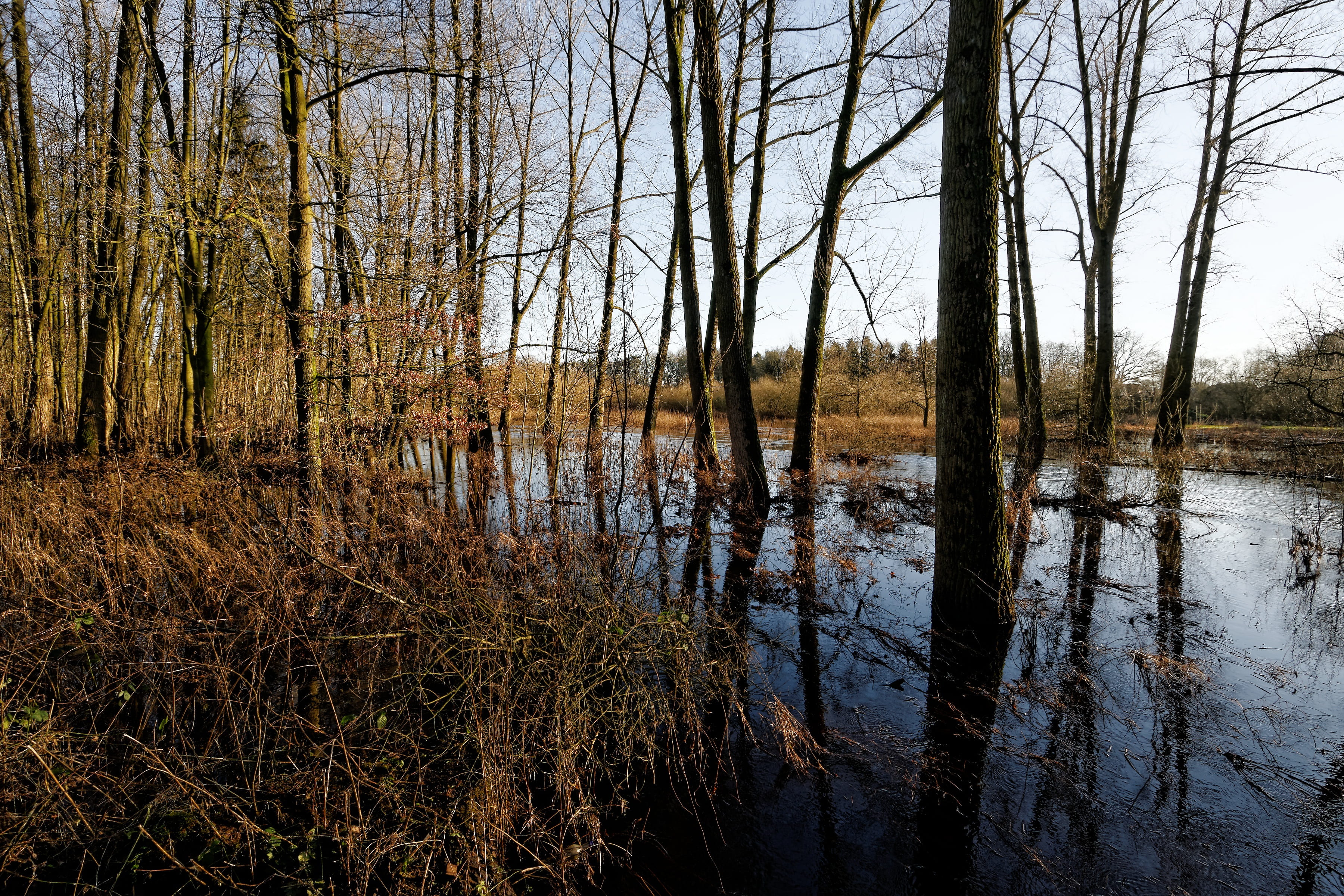 oste, low stuff, flood, river, nature, tree, waters, landscape
