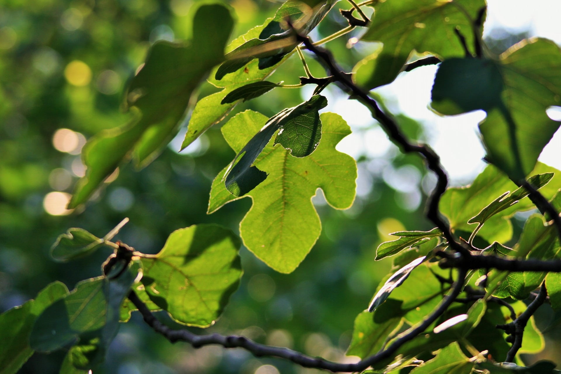 Free download | HD wallpaper: tree, fig, leaves, overhang, green, light ...