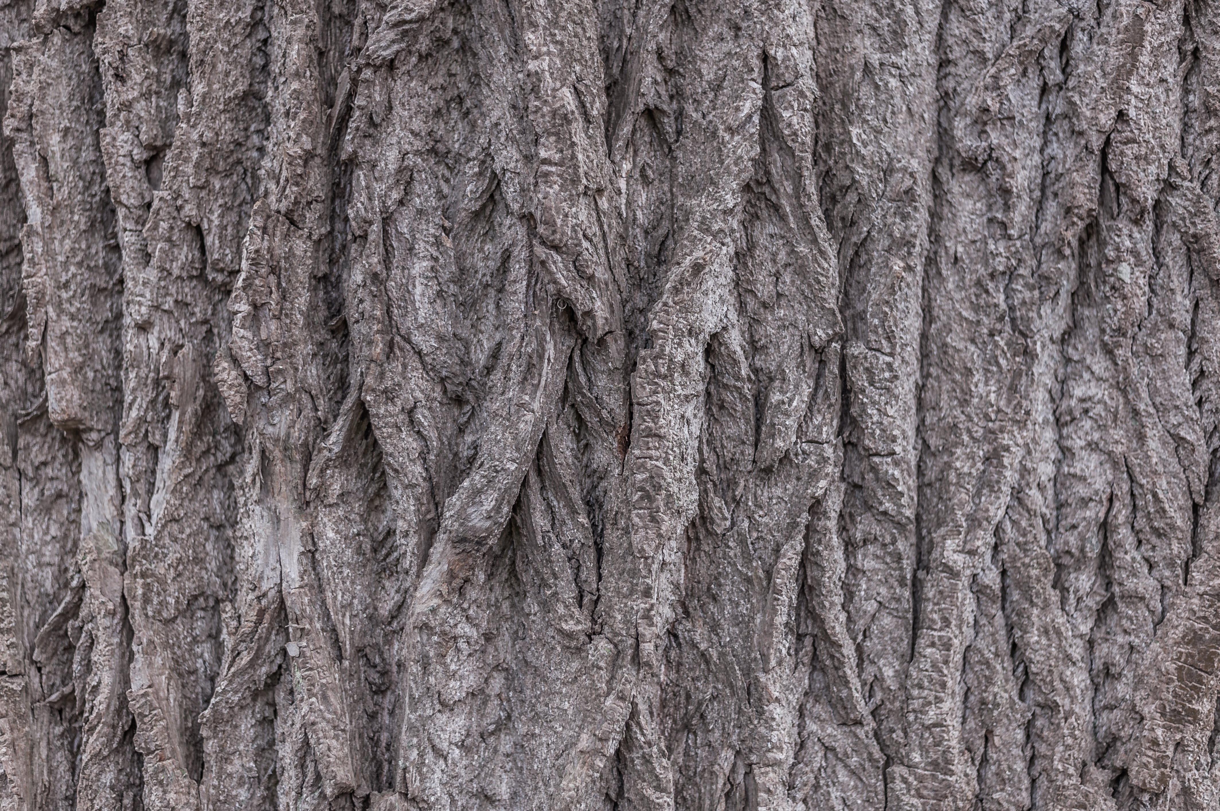 tree, tree bark, nature, close, full frame, backgrounds, textured