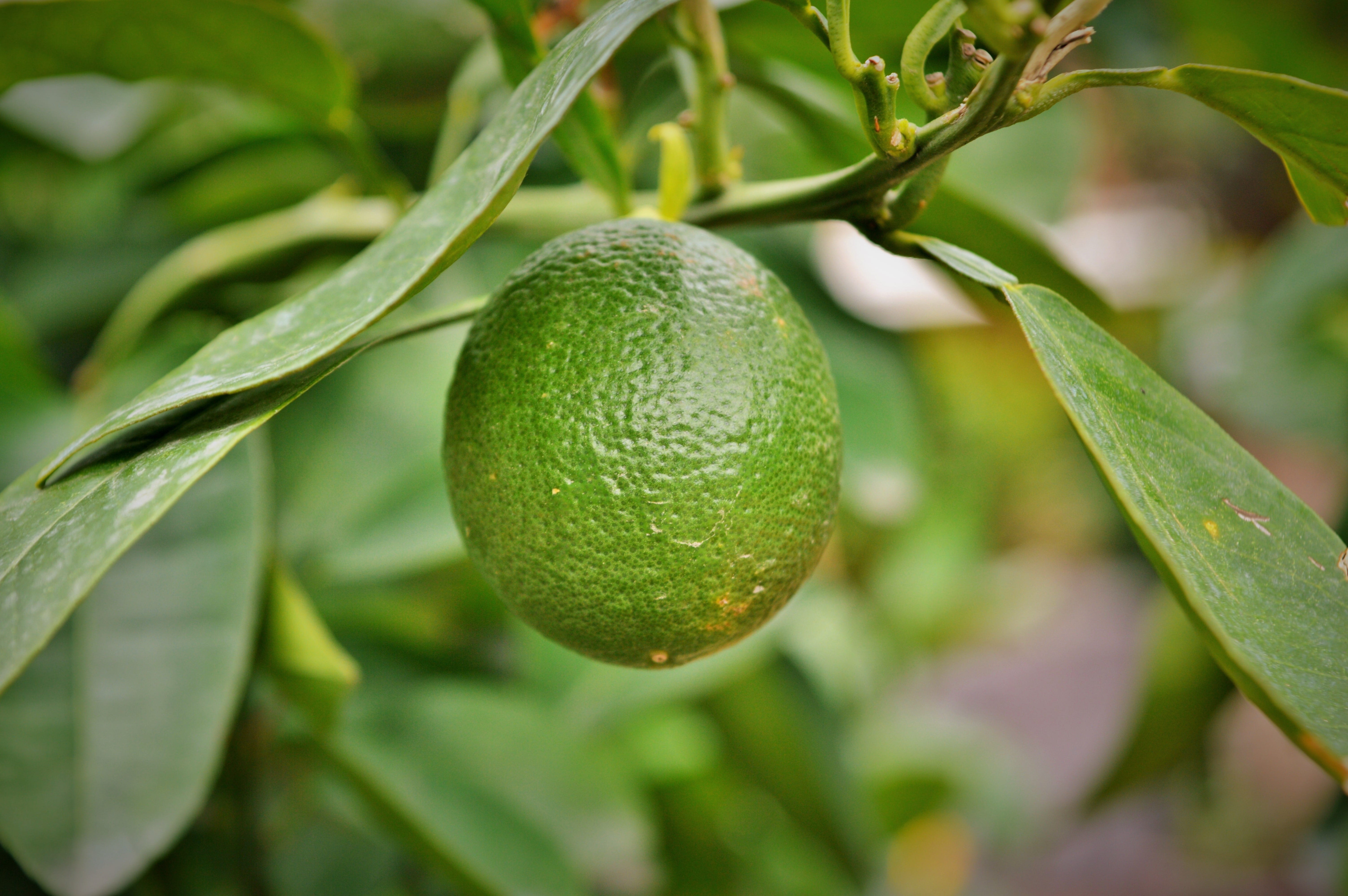 Lemon, Arancio, Citrus Sinensis, Tree, fruit, lemon tree, depend