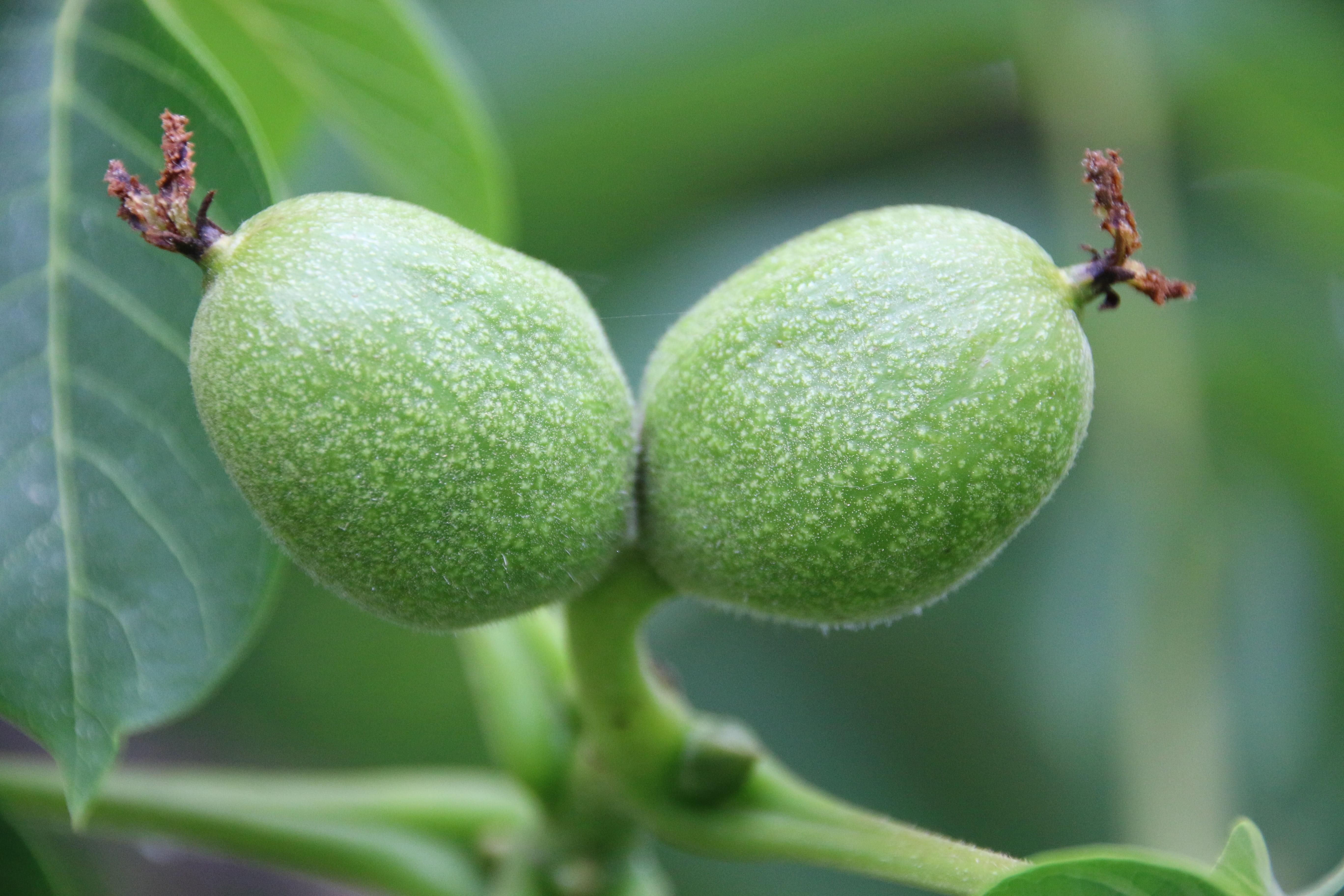 walnut, walnut tree, green, immature, seeds, fruit, development
