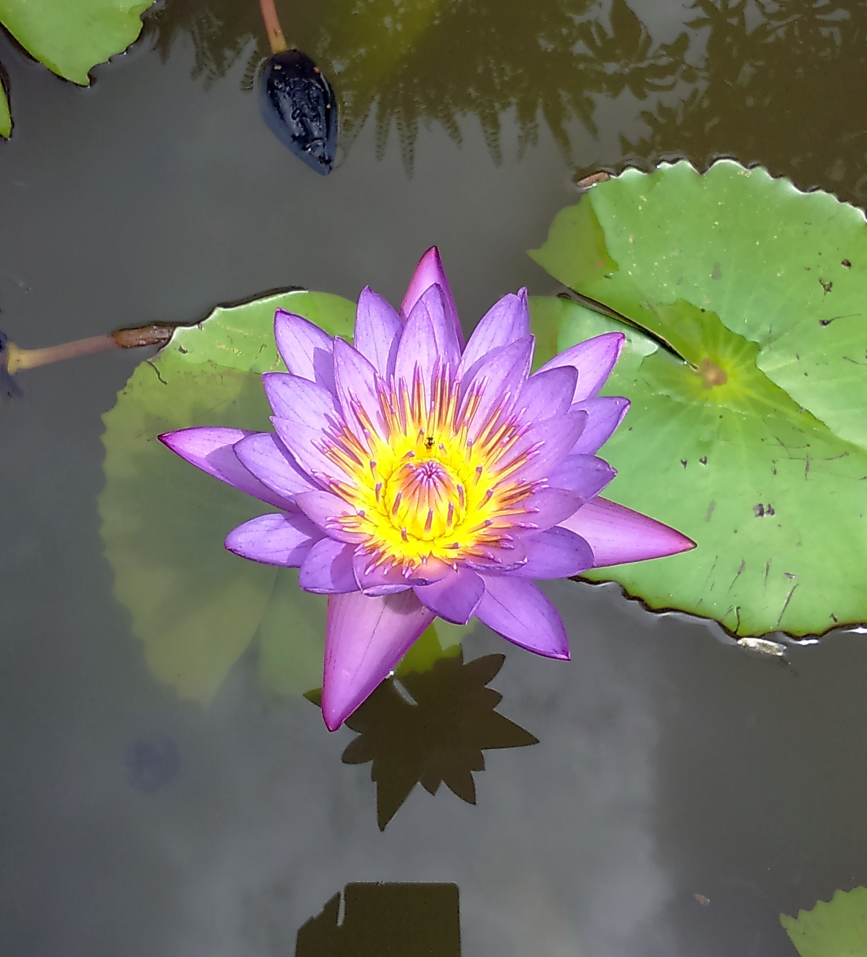 free-download-hd-wallpaper-lily-flower-blue-water-lily-neelkamal