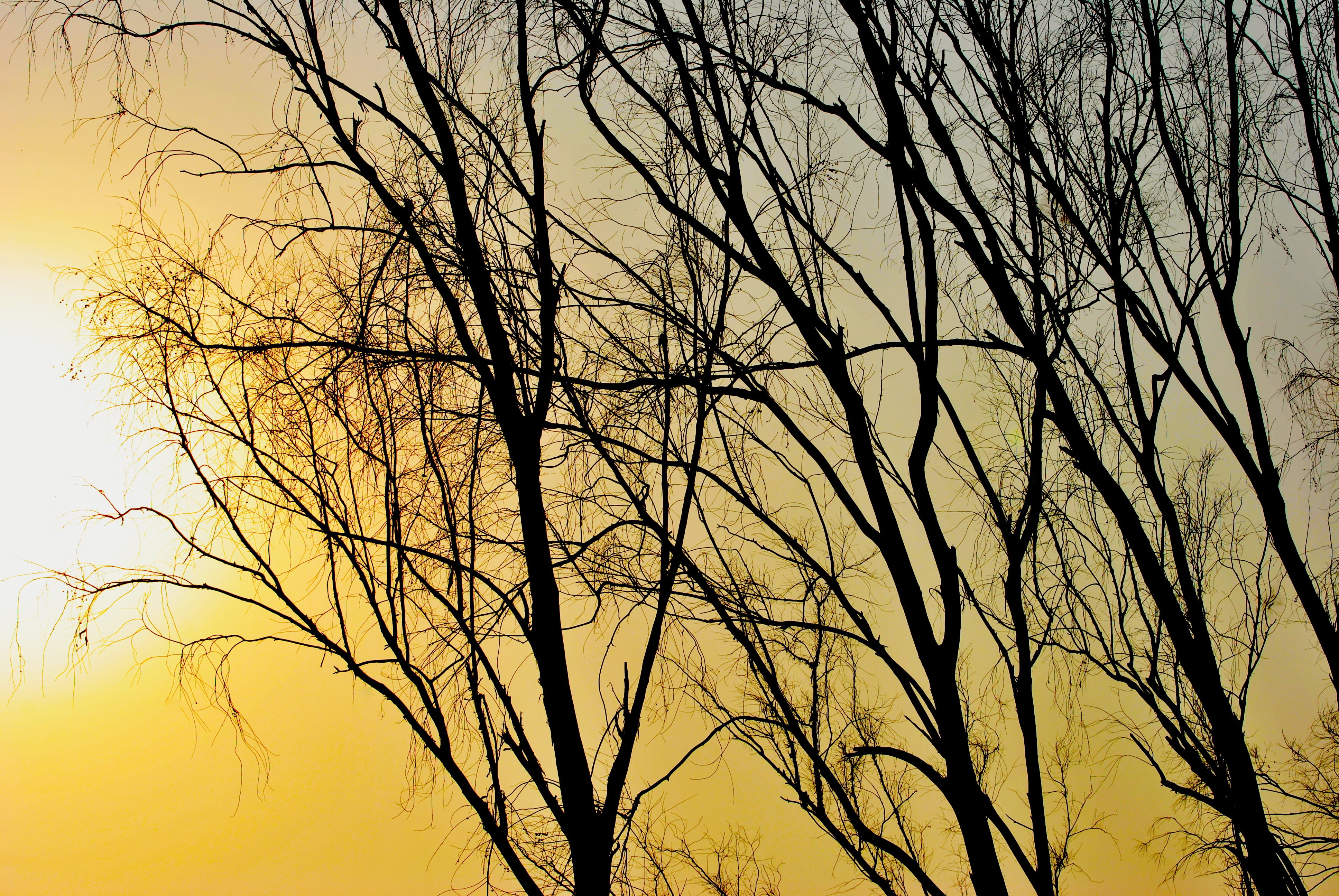 sunset, tree, sunlight, sky, trees, shadow, forest, winter