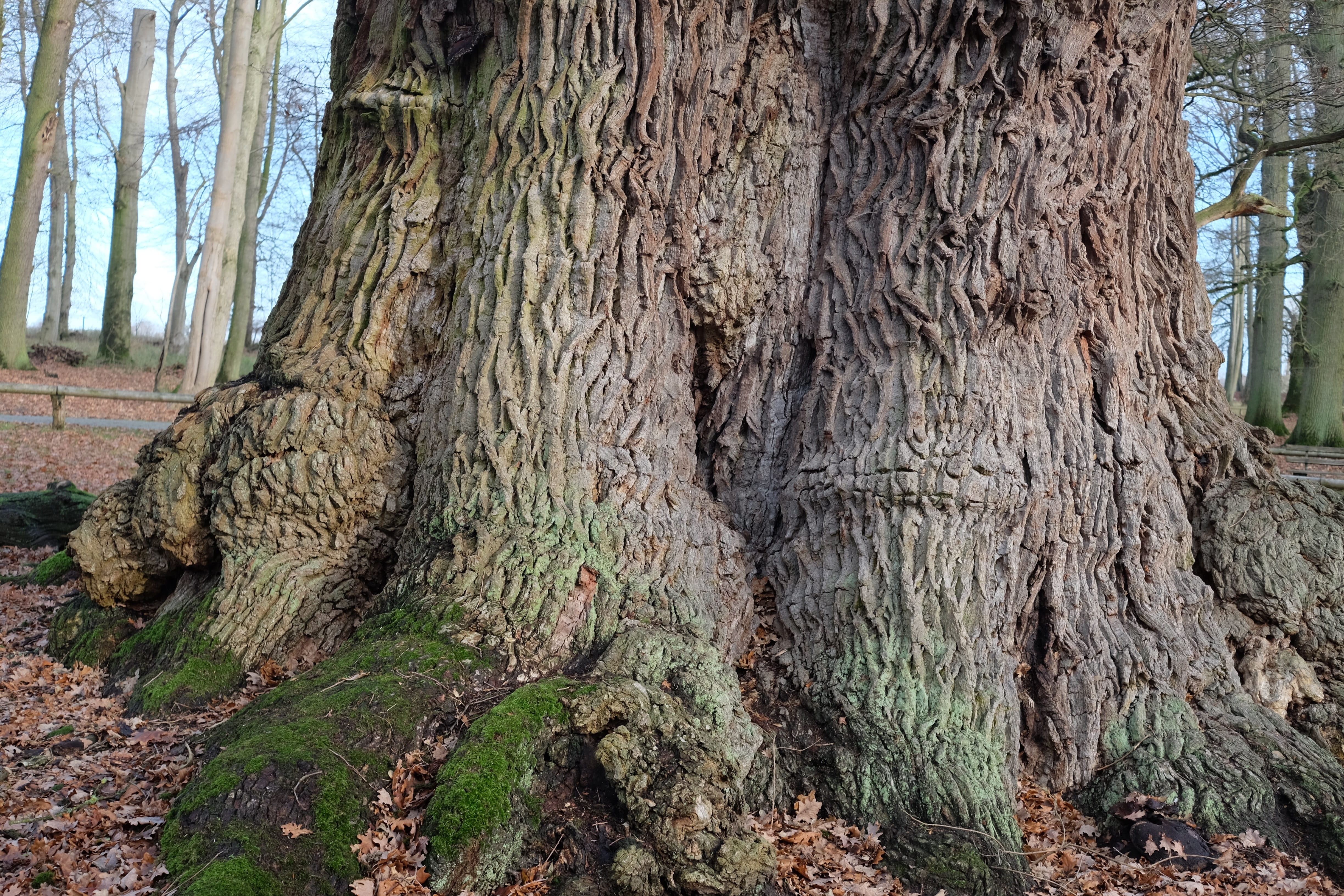tree, old, miracle, nature, forest, environment, trunk, tree trunk