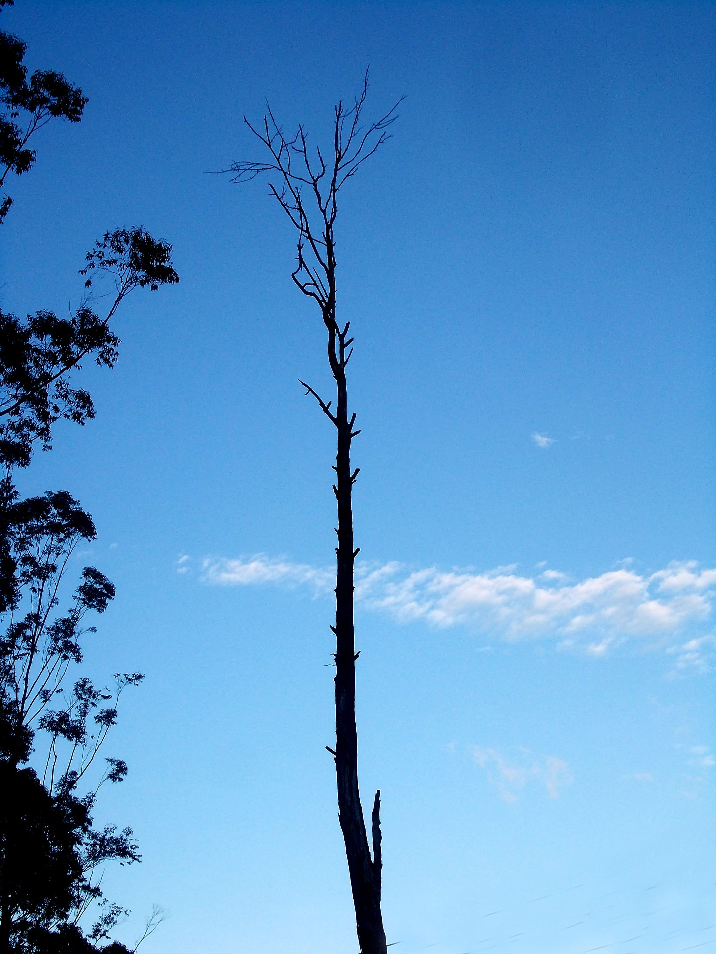Tree, Single, Sky, Sky, Blue, Old, old tree, dead, day, outdoors