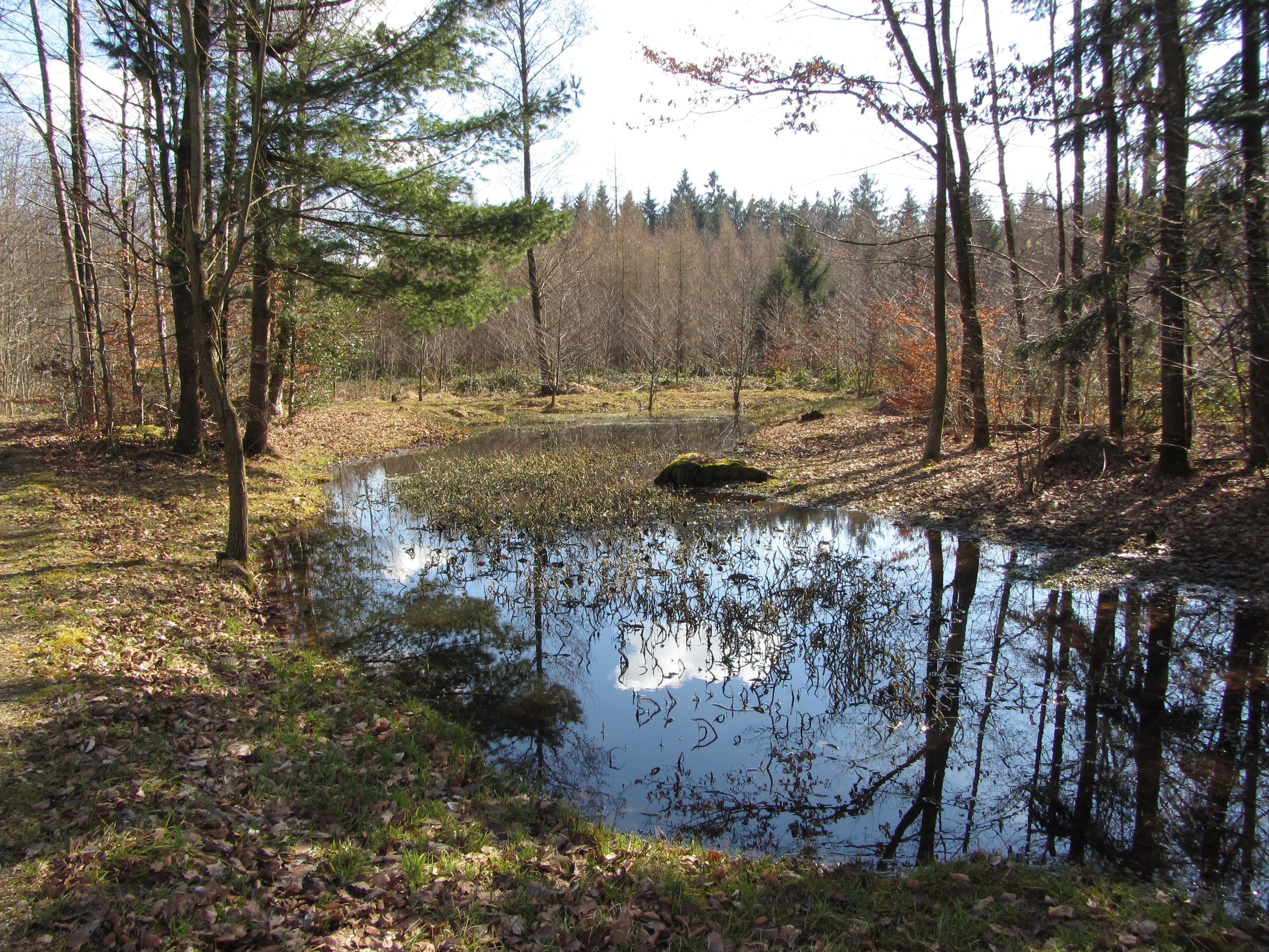 pond, spring, reflection, mirror, sky, landscape, sun, tree
