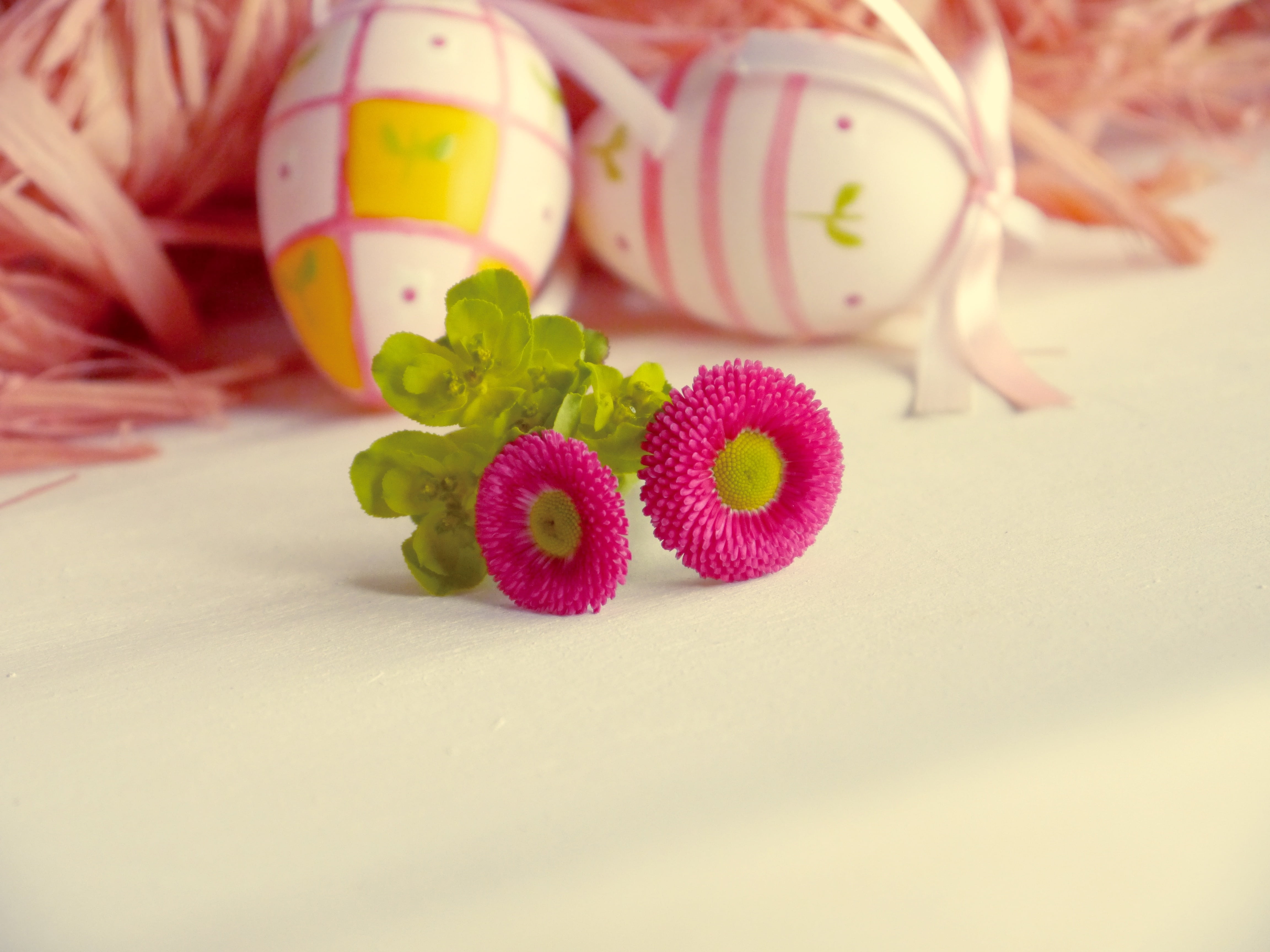 easter, easter image, easter eggs, daisy, easter greeting, romantic