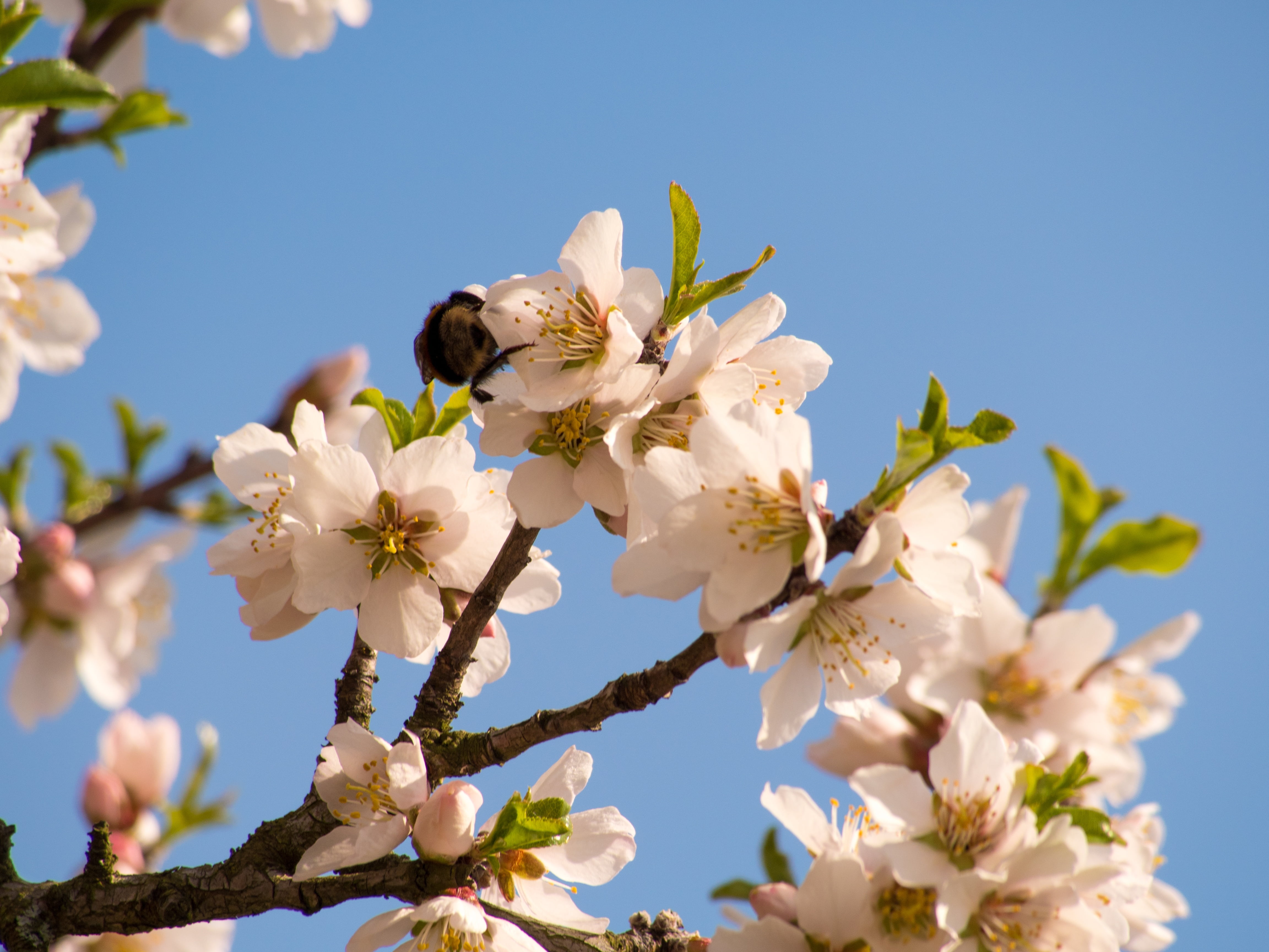 spring, blossom, bloom, tree, plant, nature, close, spring bloom
