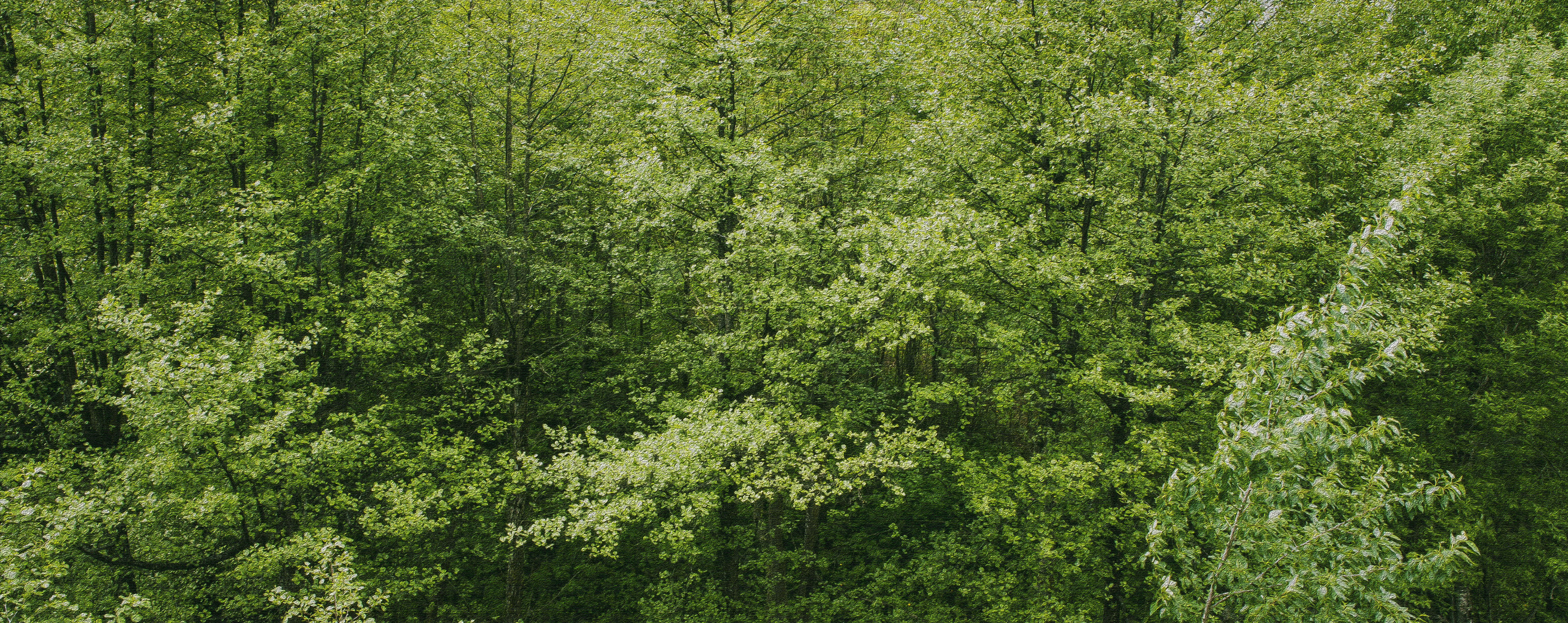 landscape, nature, forest, trees, branches, daylight, environment