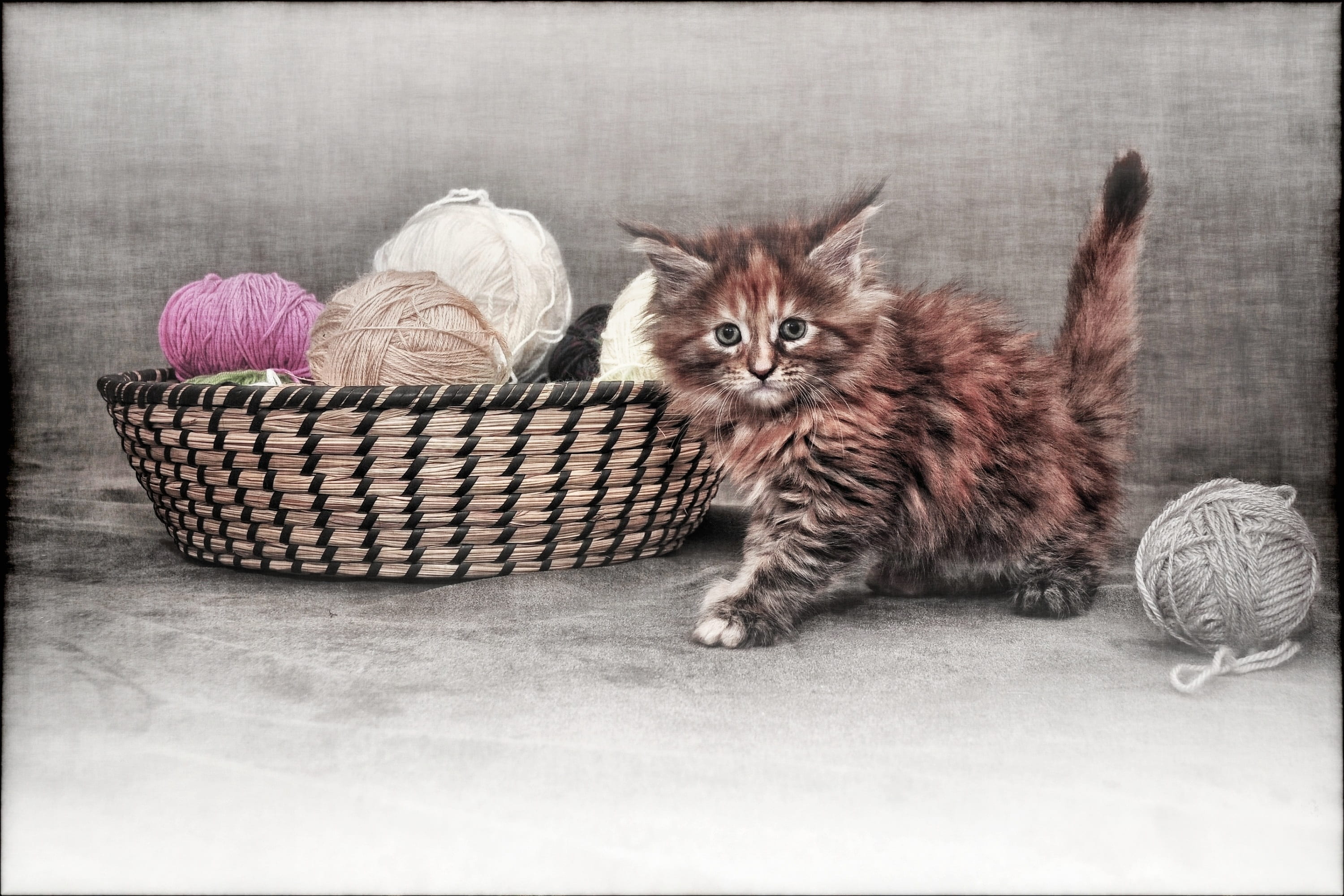 orange and gray cat beside brown wicker basket, young cat, kitten