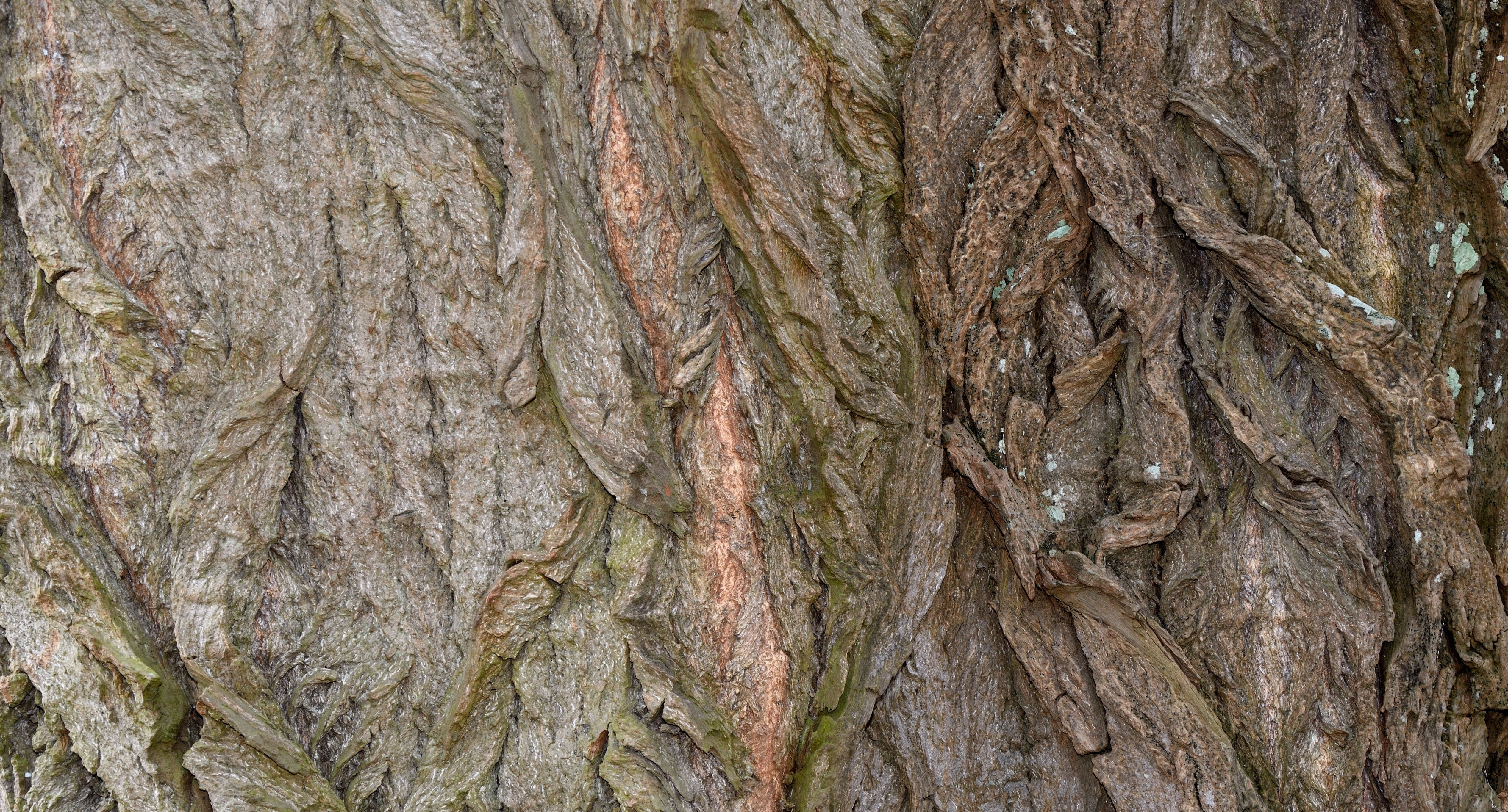 bark, tree, tree bark, nature, structure, plane, tribe, background