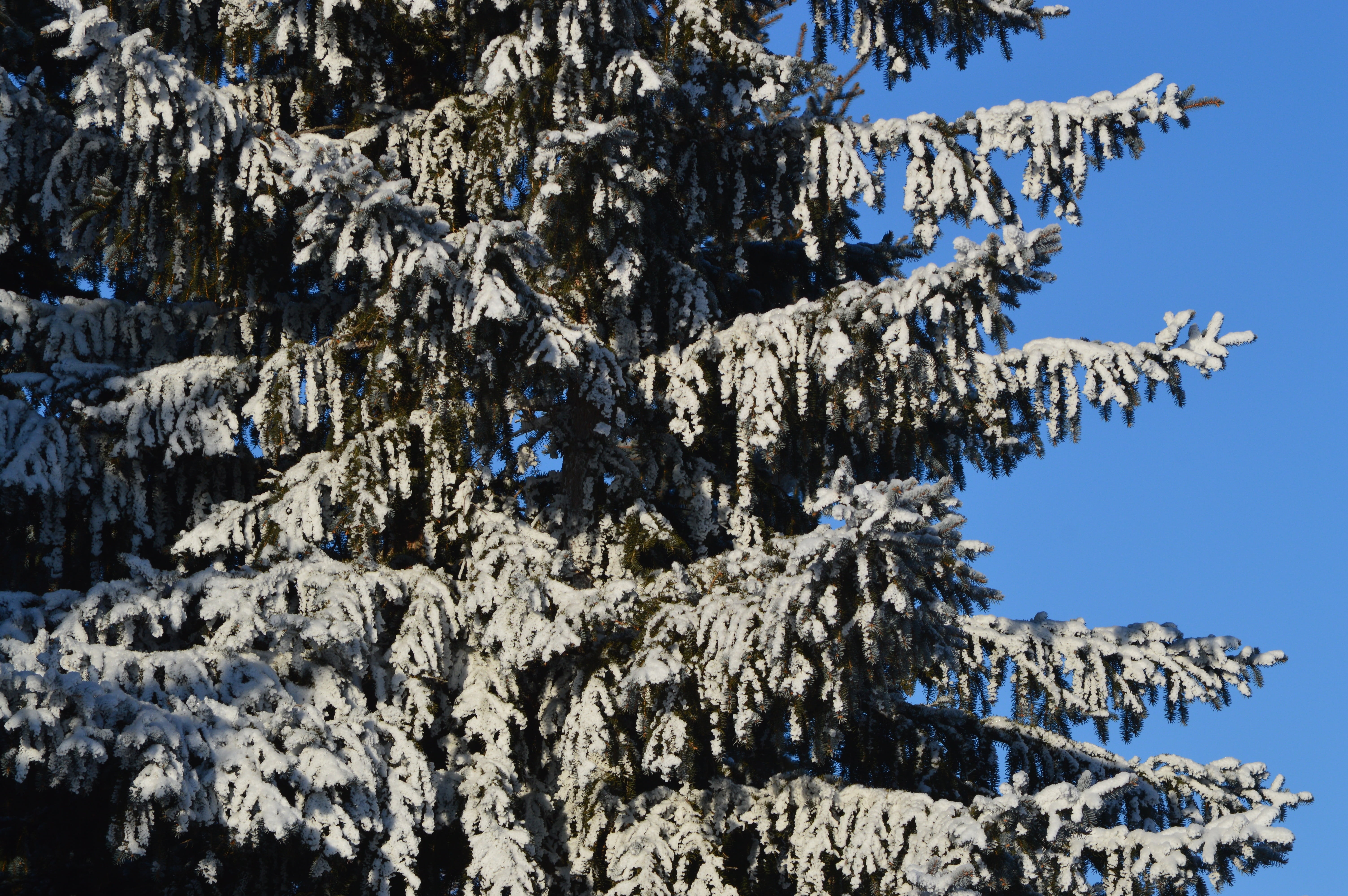 fir, tree, snow, winter, blue sky, cold, forest, environment