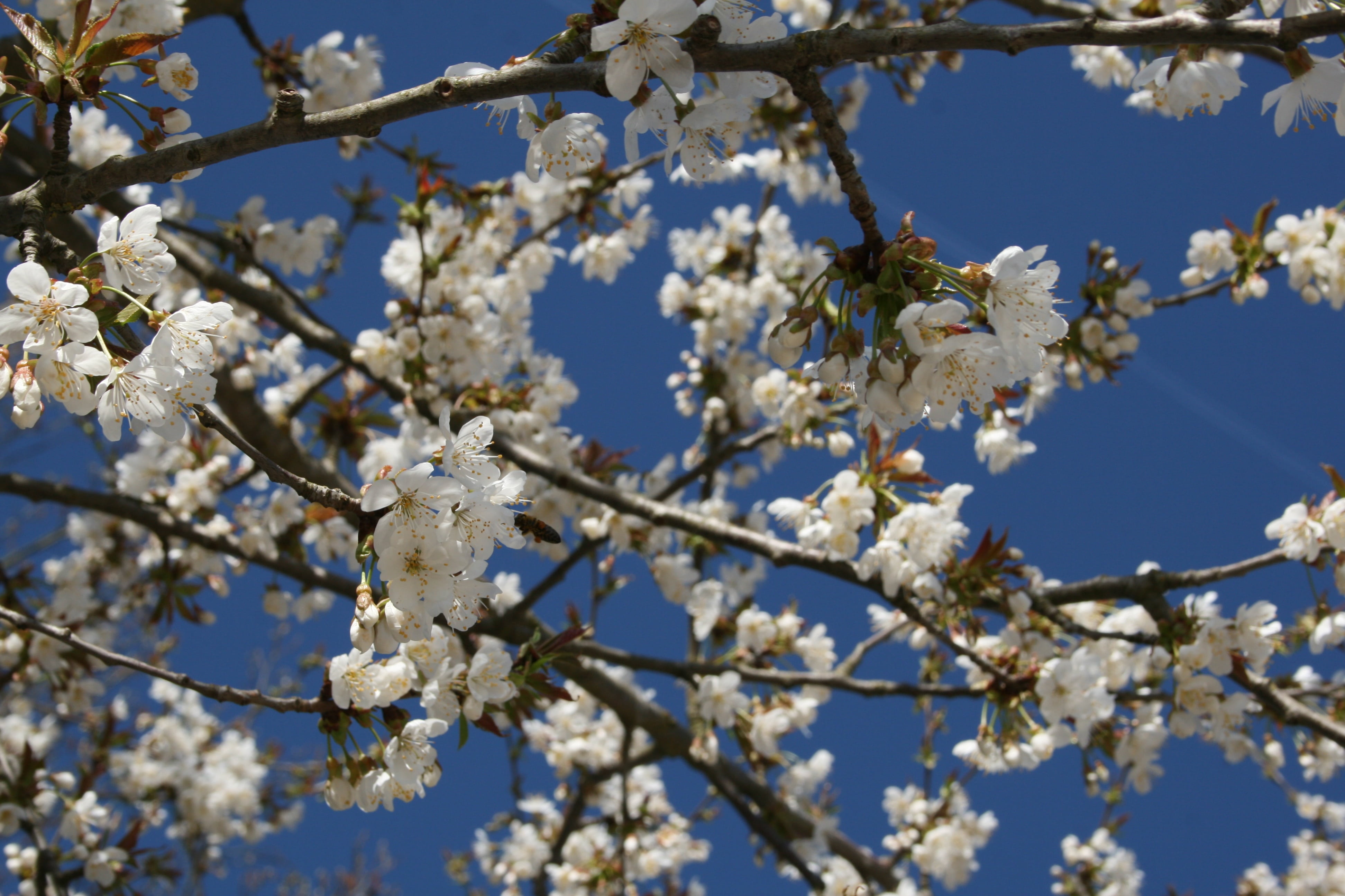 cherry, blossom, bloom, sky, spring, tree, cherry blossom, fruit tree