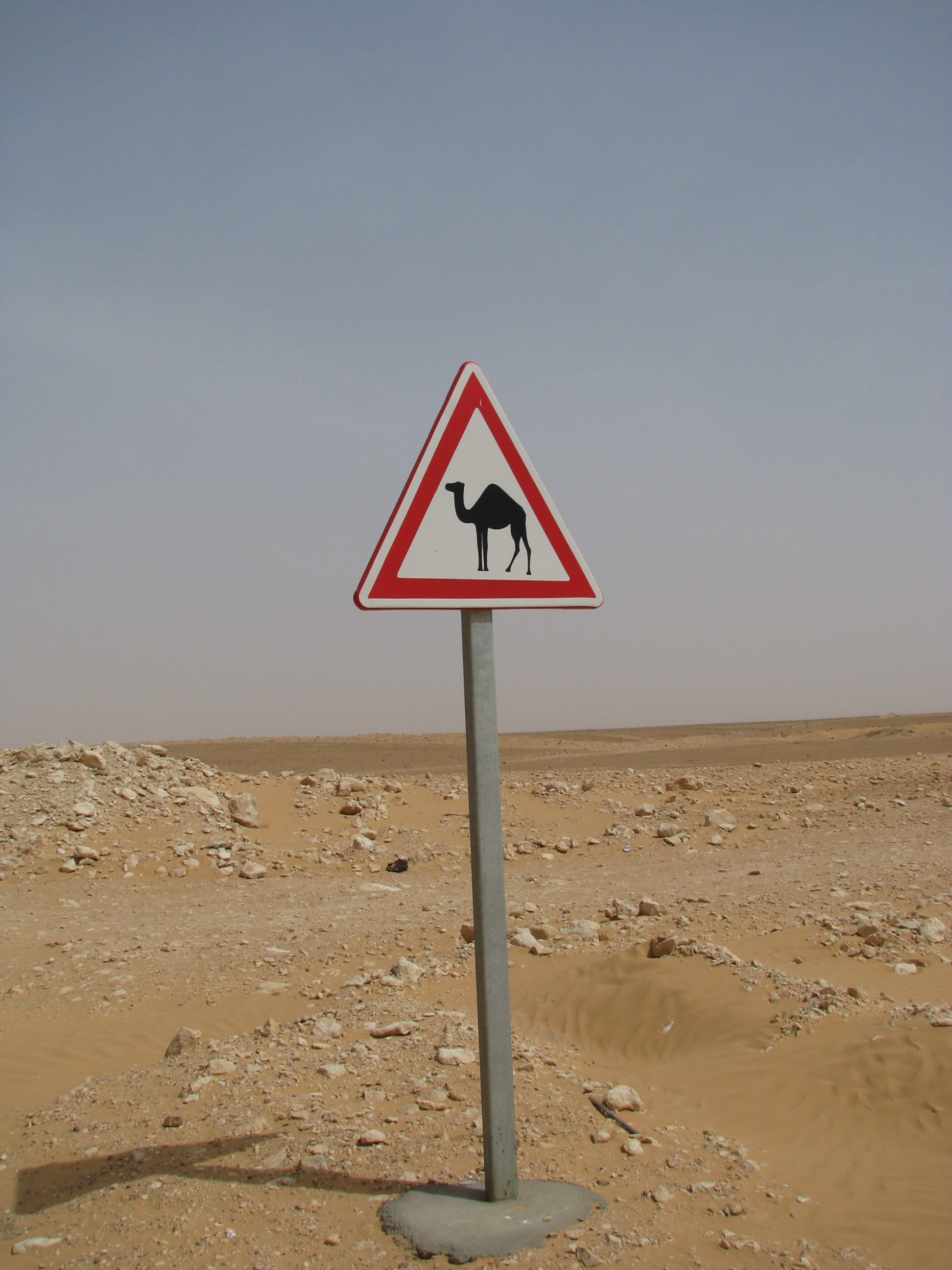 attention, camel, note, shield, desert, directory, marking