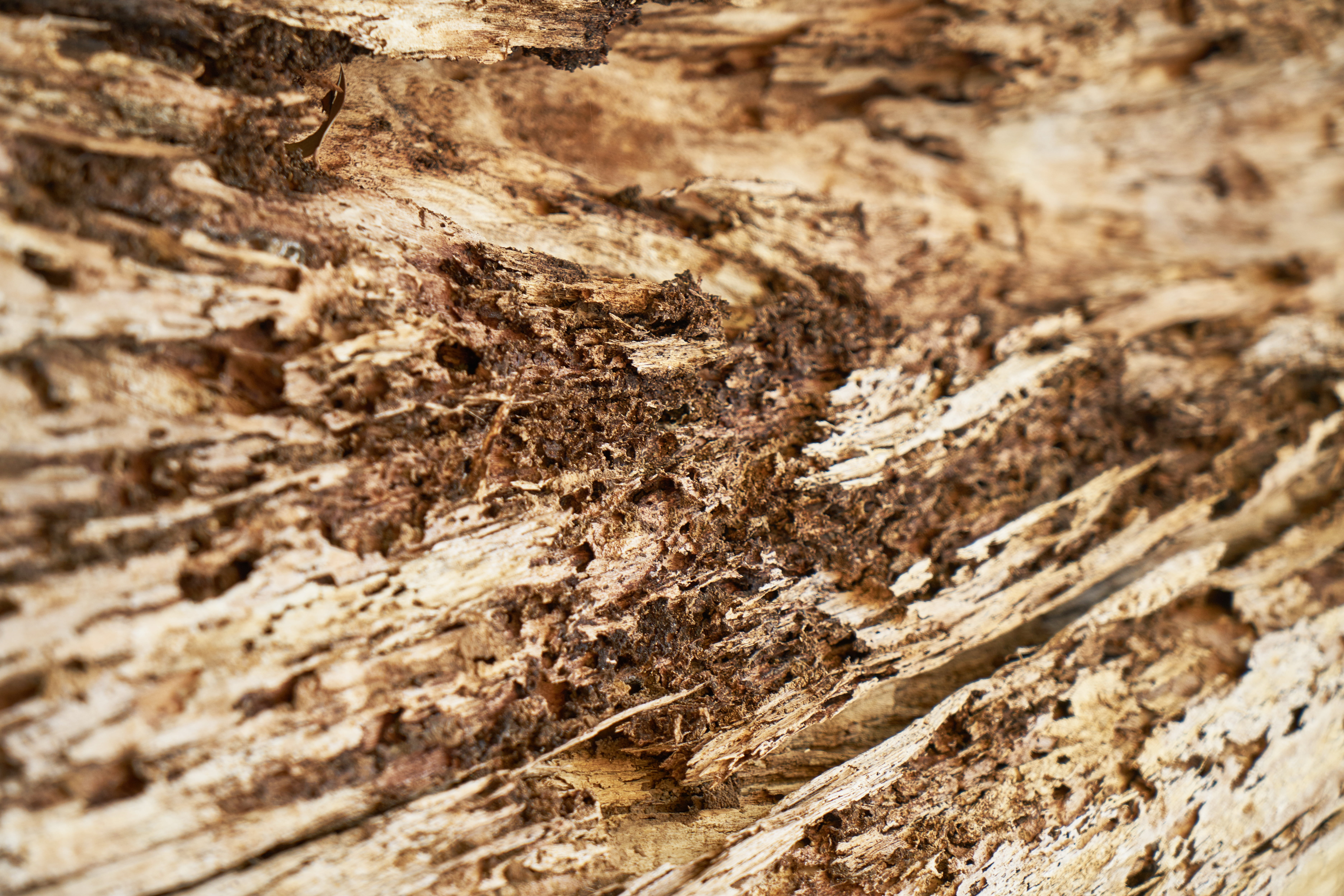 abstract, brown, tree, timber, pattern, texture, backgrounds