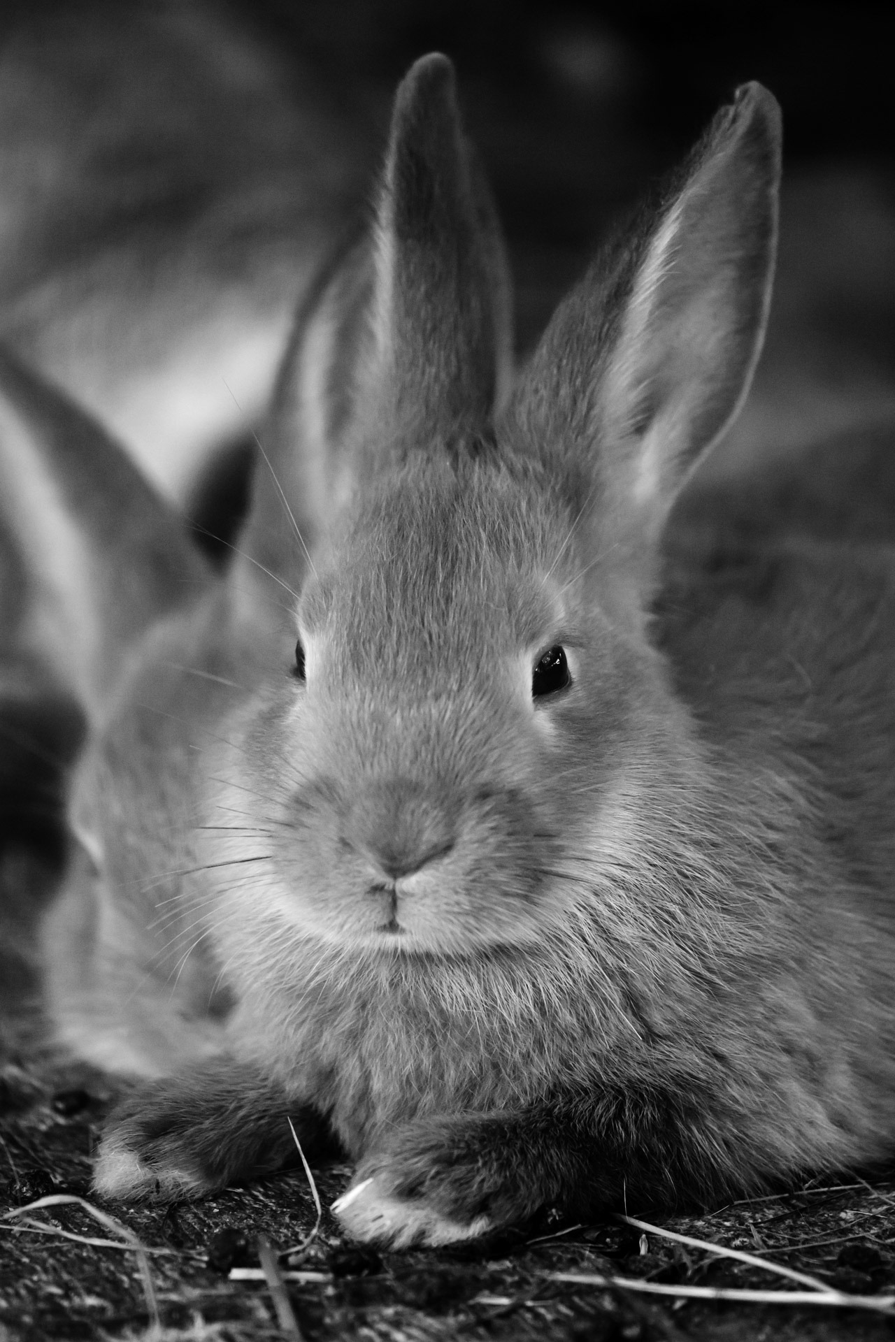 rabbit on grayscale photography, animal, bunny, cute, ear, ears