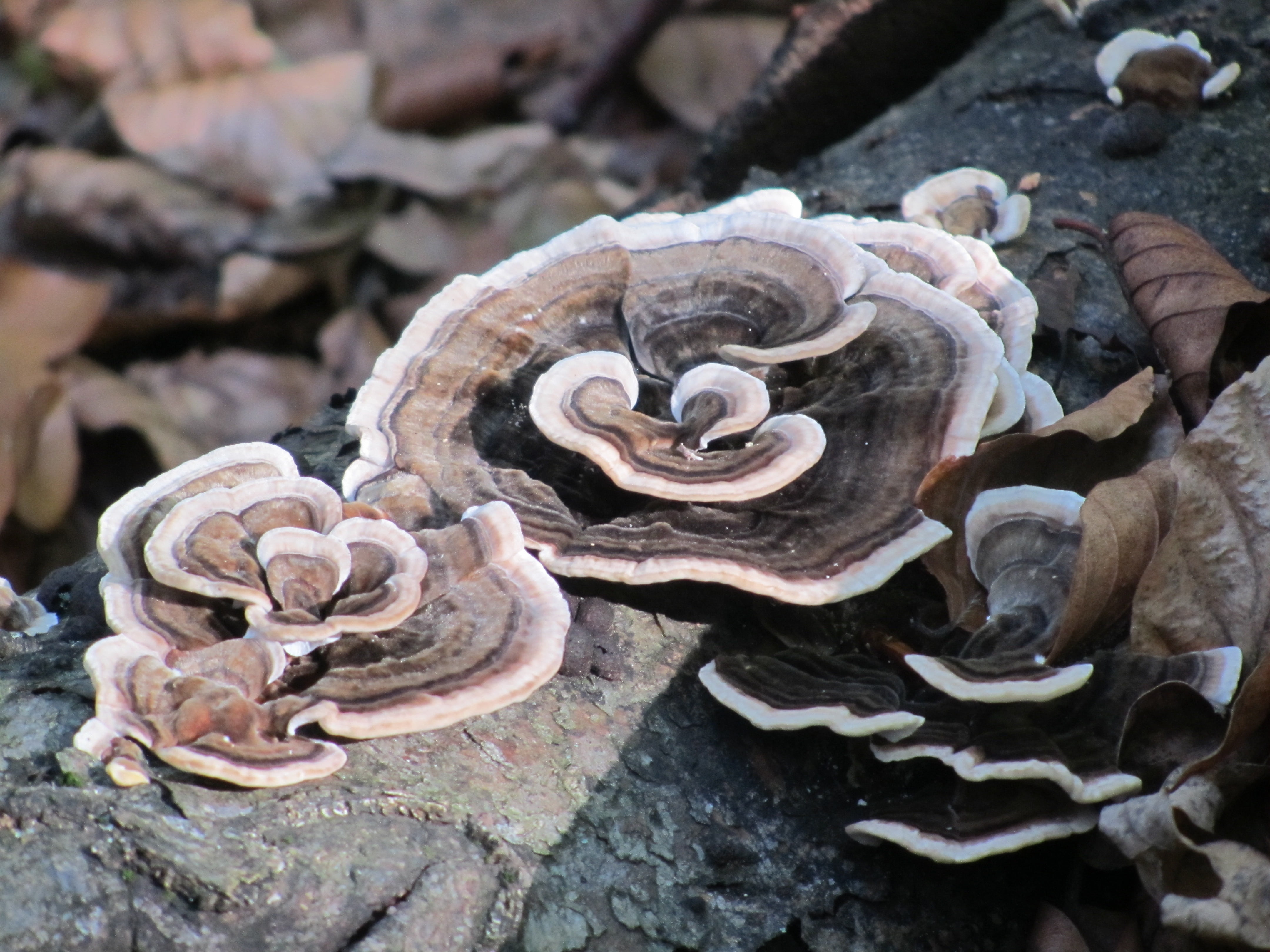 spunk, mushroom, forest, solid, rock, rock - object, close-up
