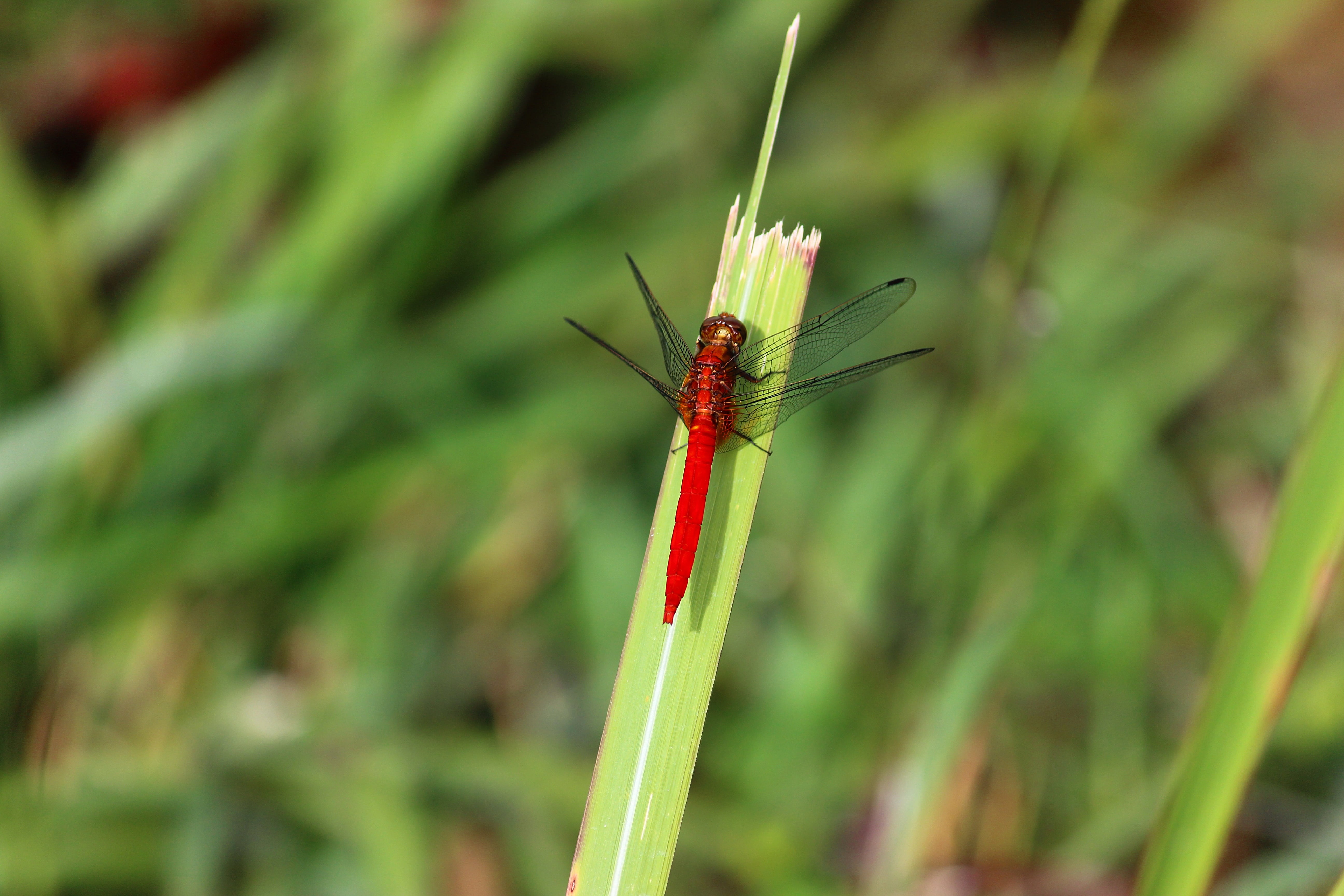 dragonfly, macro, insect, nature, bug, green, natural, summer