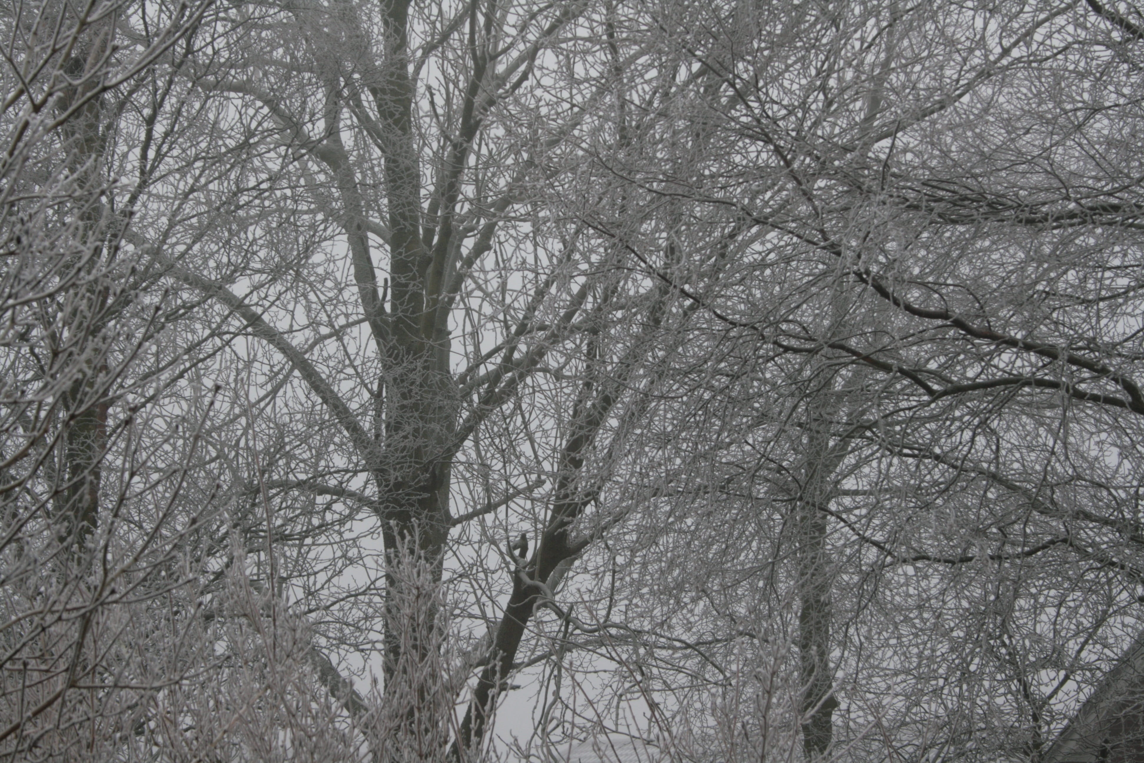 Winter, Trees, Cold, Ice, Hoarfrost, bare tree, cold temperature