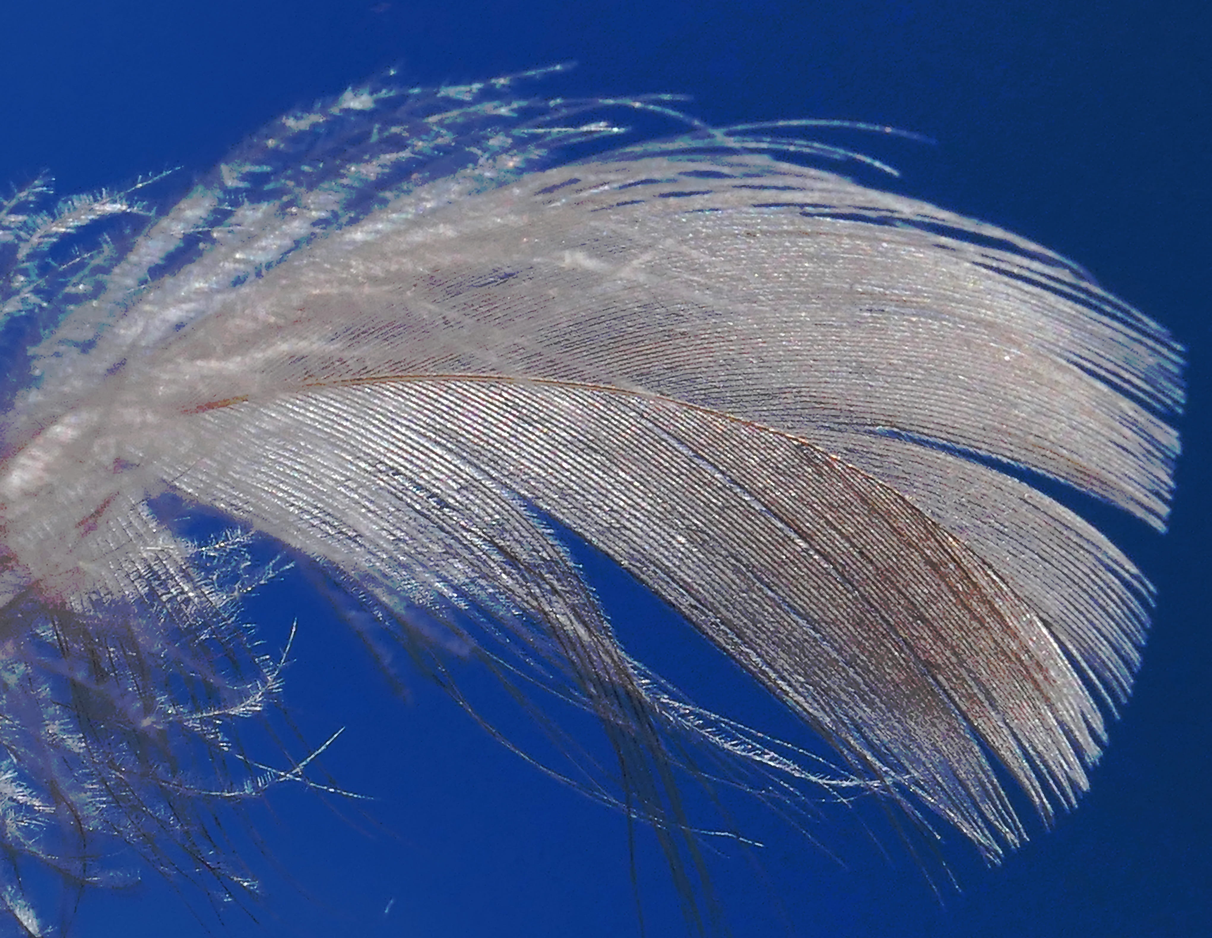 down, feather, lightweight, flying, slightly, float, bird feathers