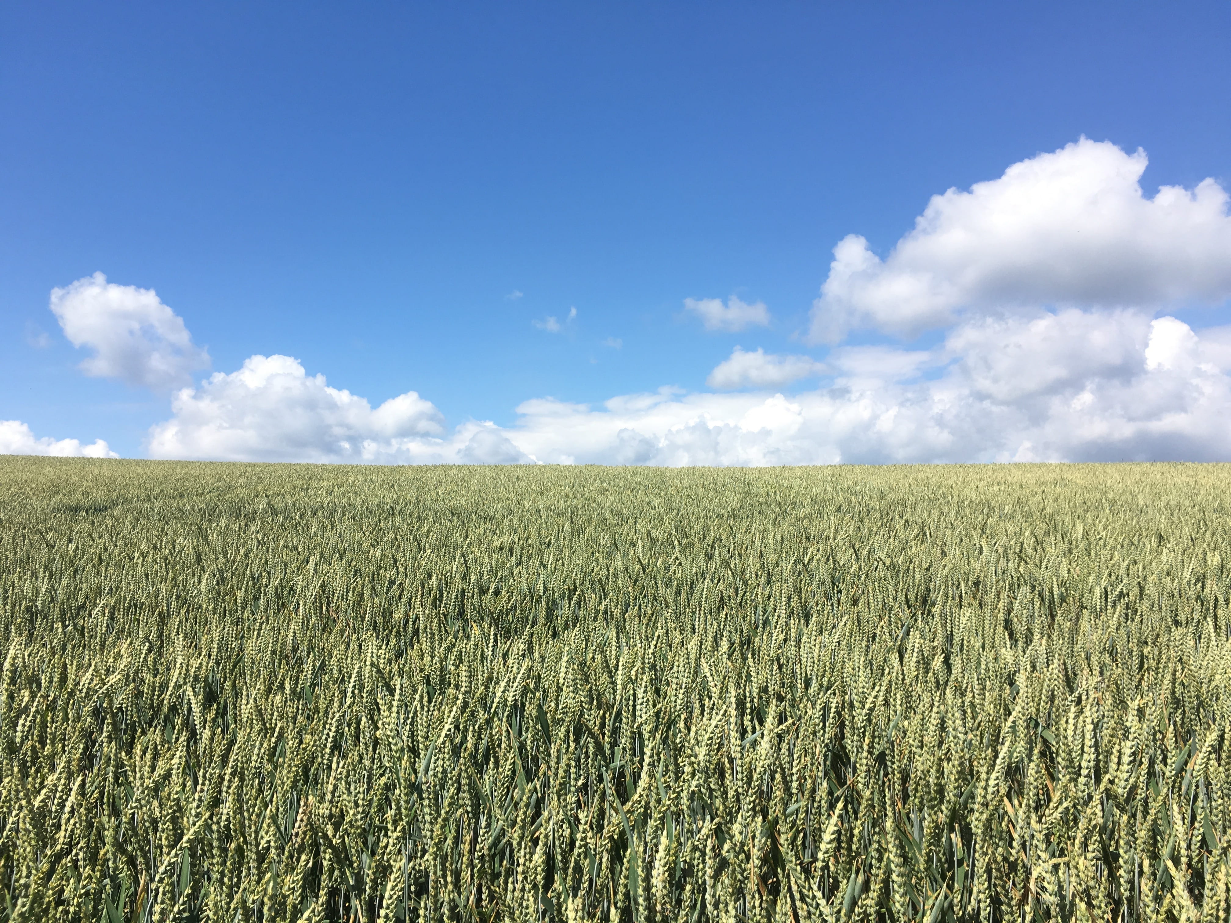 Field, Clouds, Landscape, sky, summer, cereals, fields, summer sky