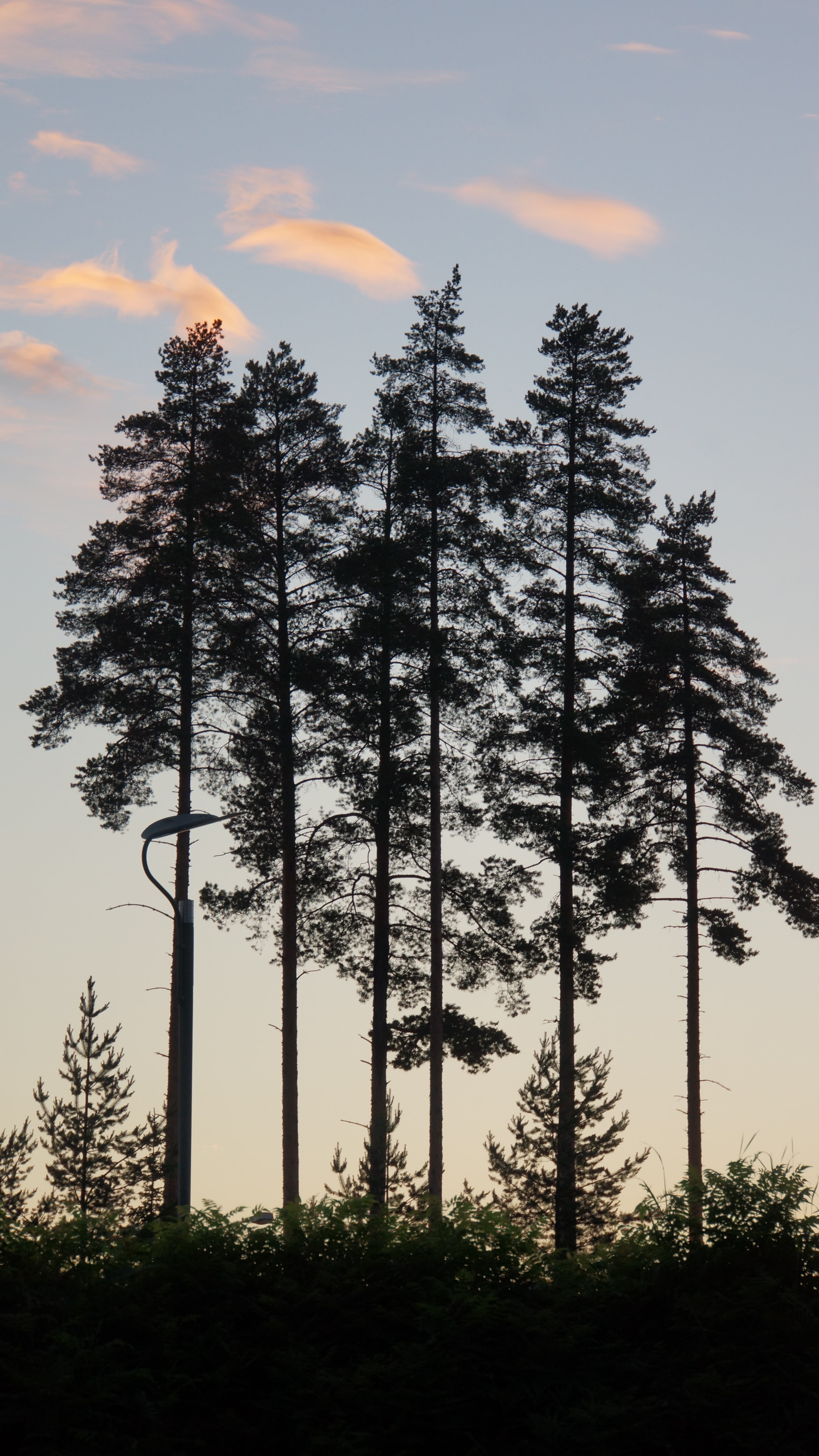 silhouette, trees, clouds, blue for a while, summer evening