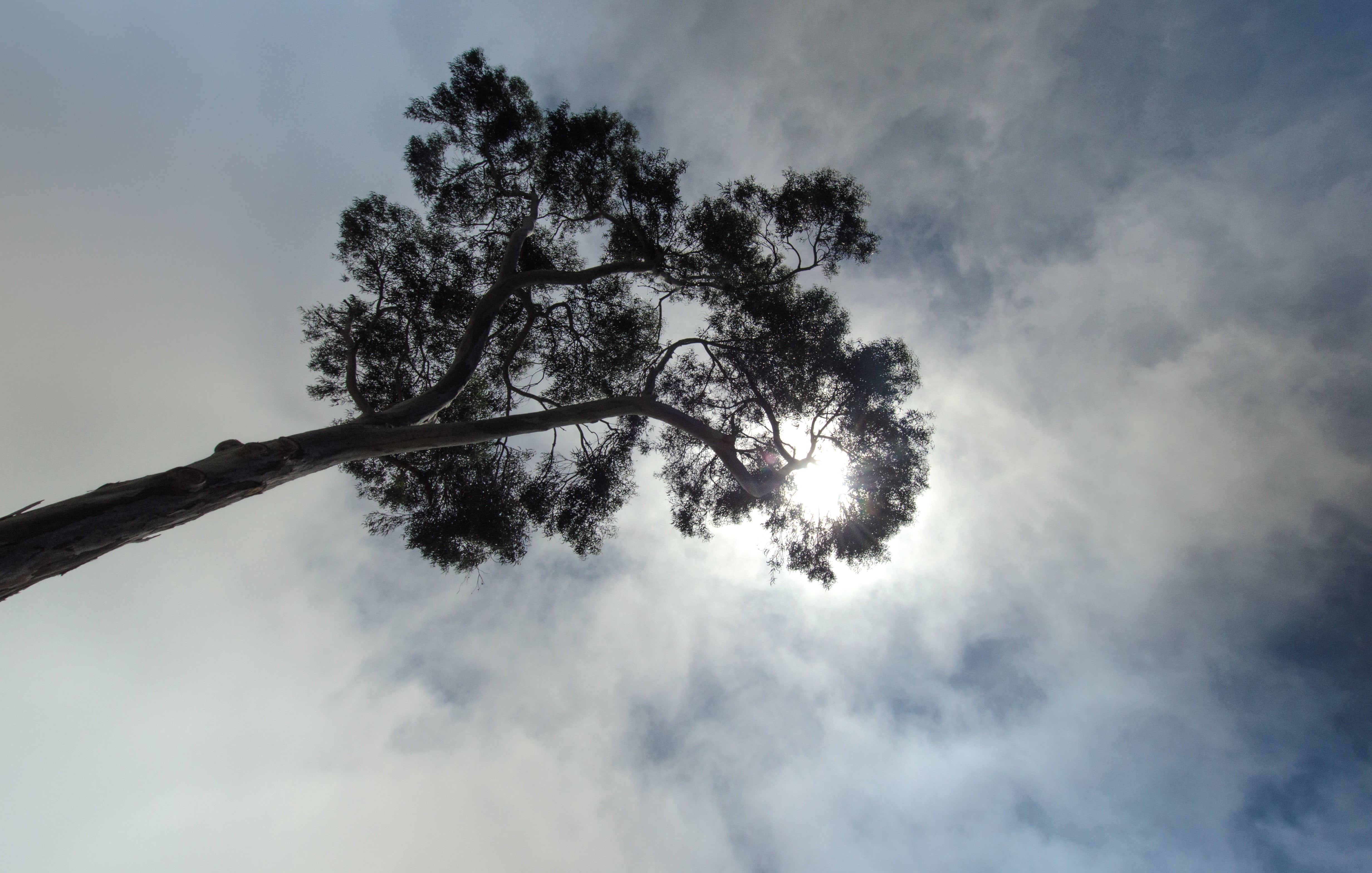 tree, himmel, cloud, sky, cloud - sky, plant, low angle view