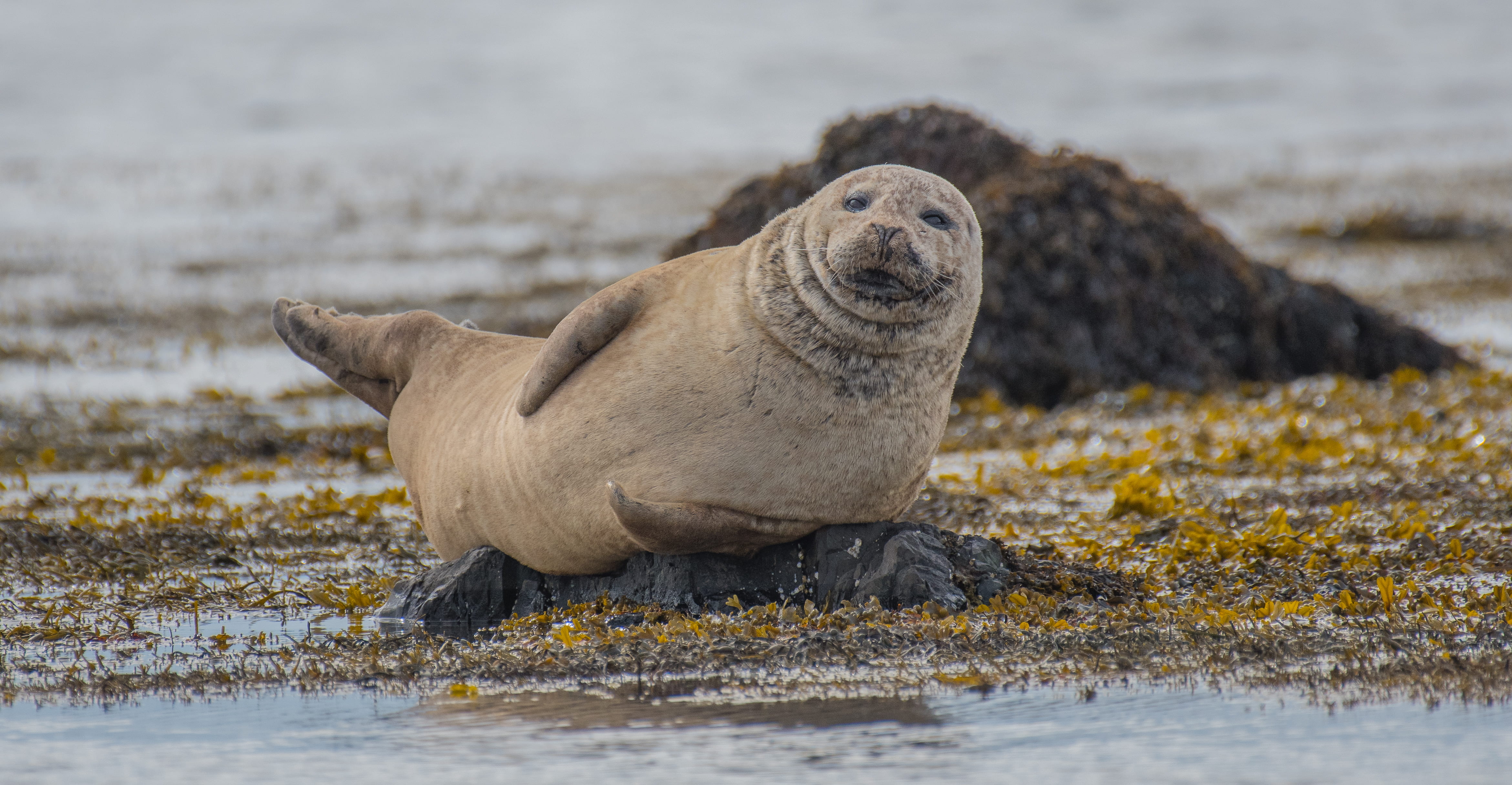 selective focus photography of seal lying on ground, gray sea lion on shoreline