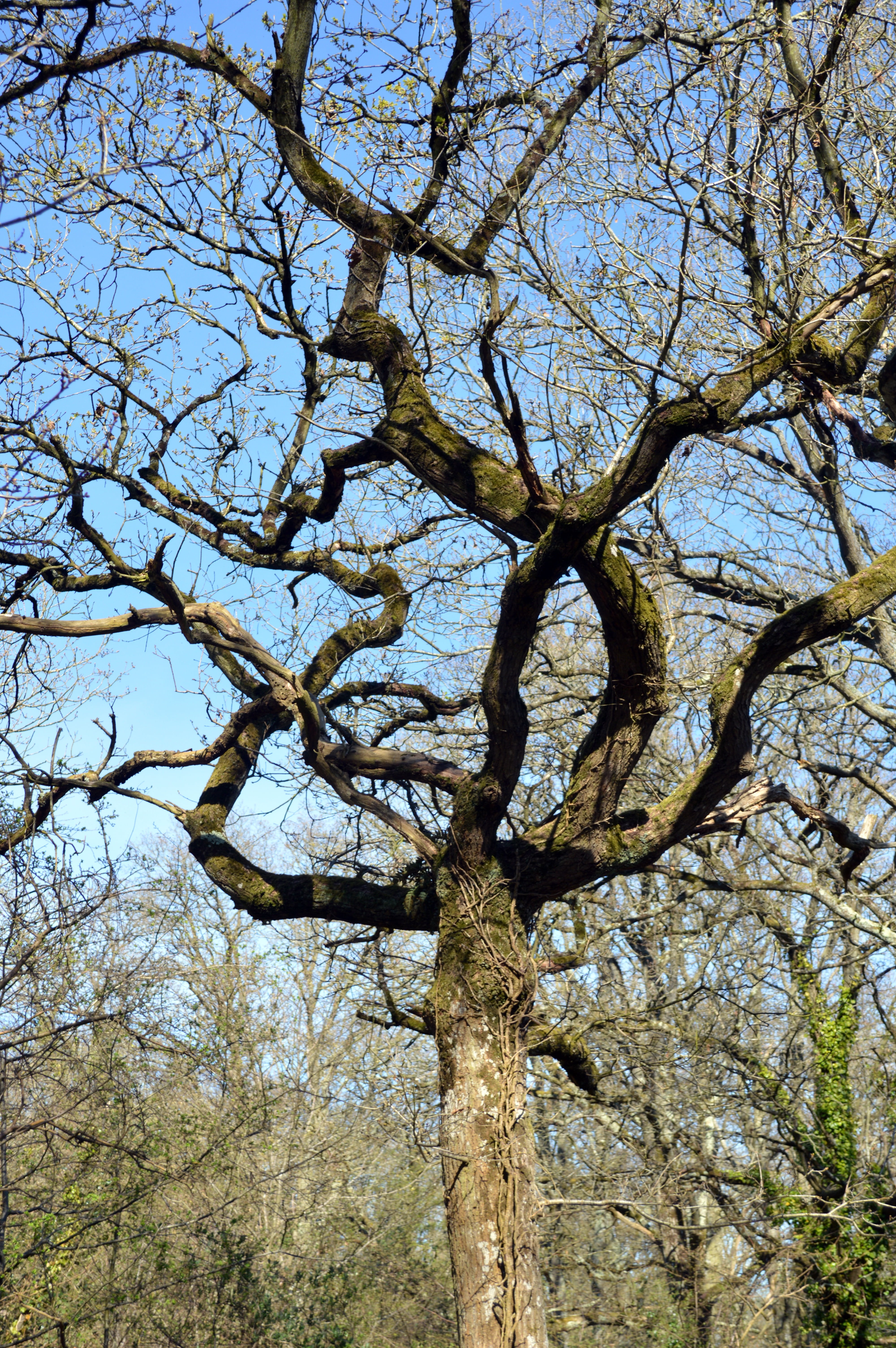 tree, branch, nature, forest, trunk, tree branches, plant, low angle view