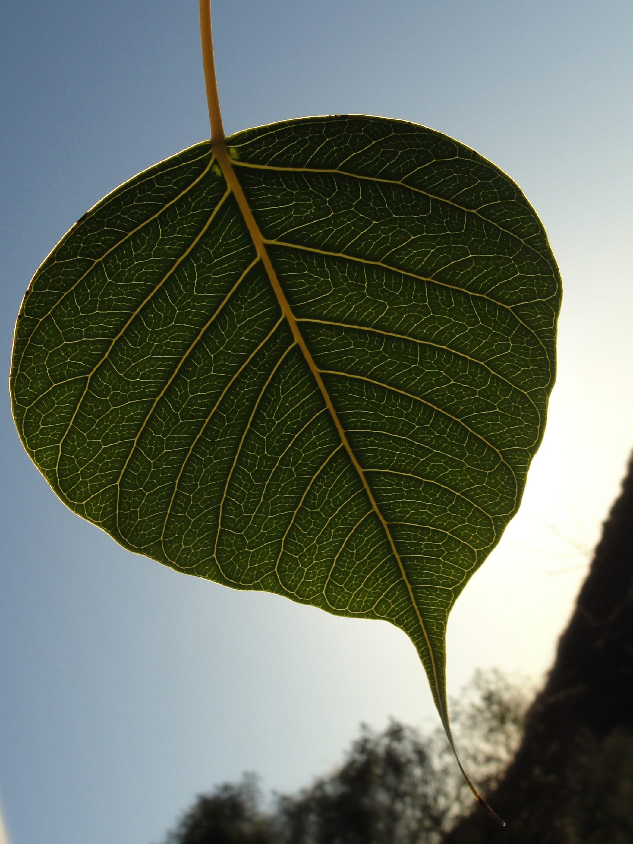 Bodhi, bodhi leaf, green leaf, sacred fig leaf, leaf capillaries