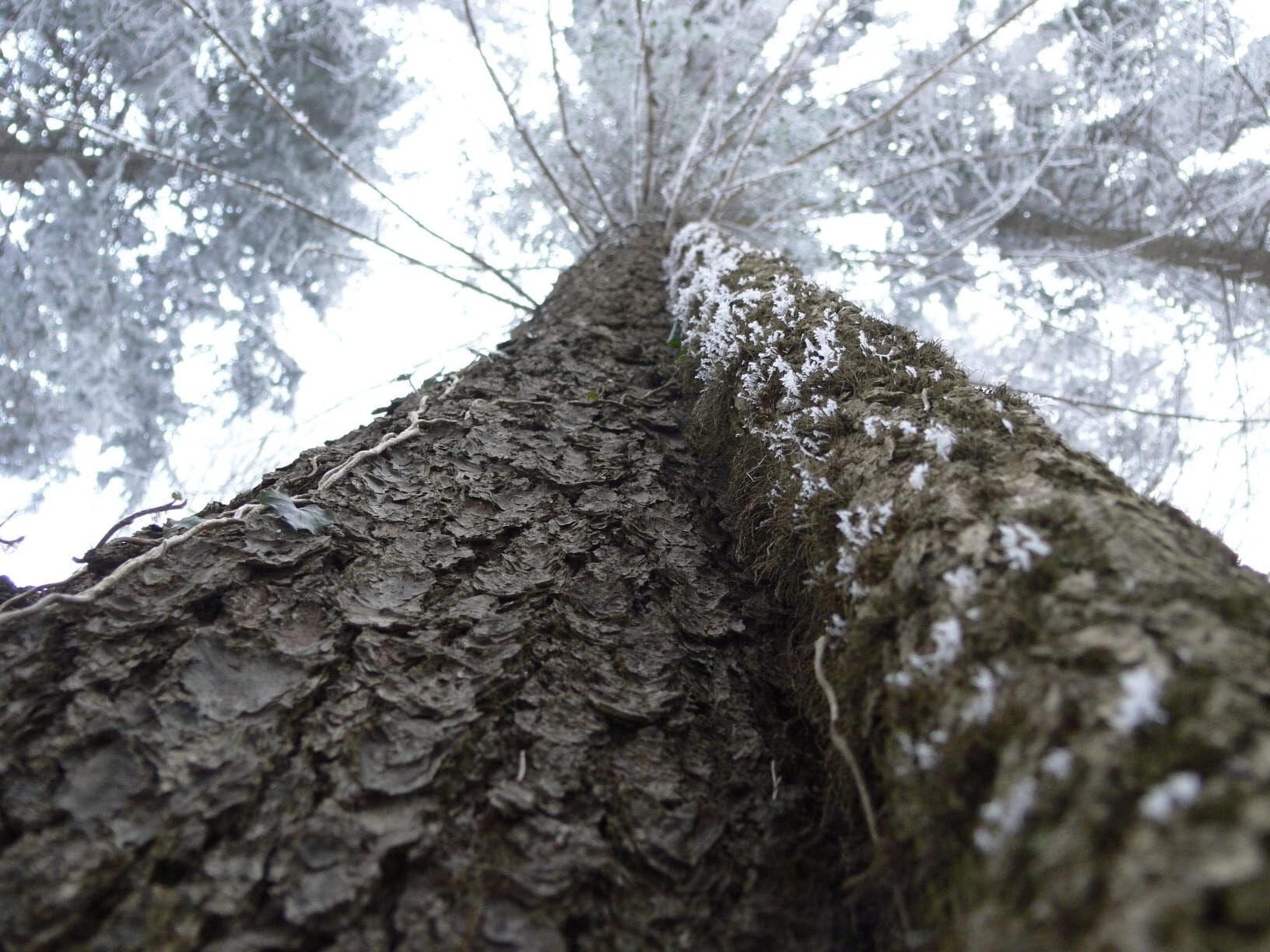 Tree, Sky, Landscape, Forest, tree trunk, nature, low angle view