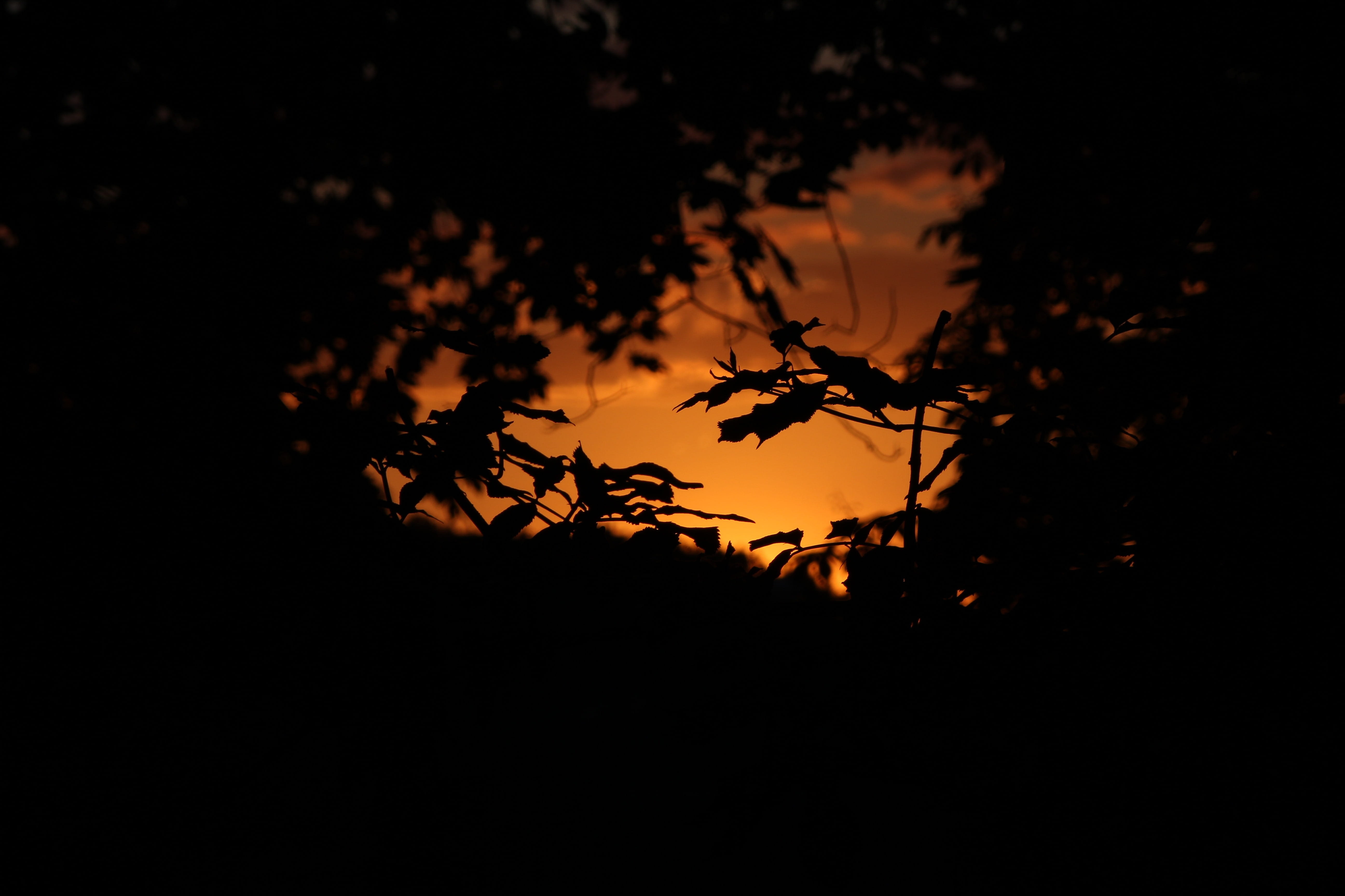Forest, Sunset, Leaves, Tree, Sky, environment, evening, woods
