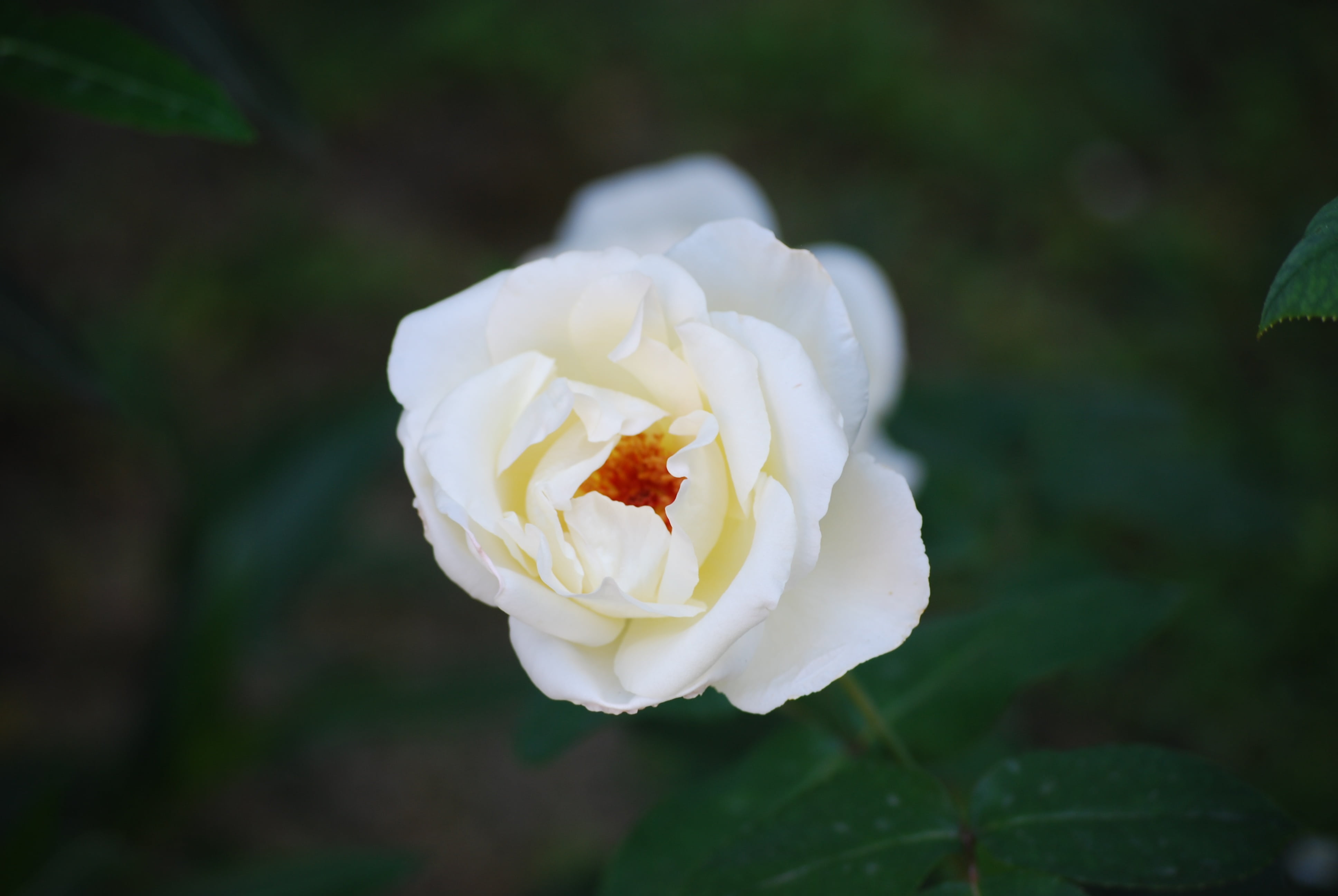 rosa, bianca, flowers, fiorita, flowering plant, petal, beauty in nature