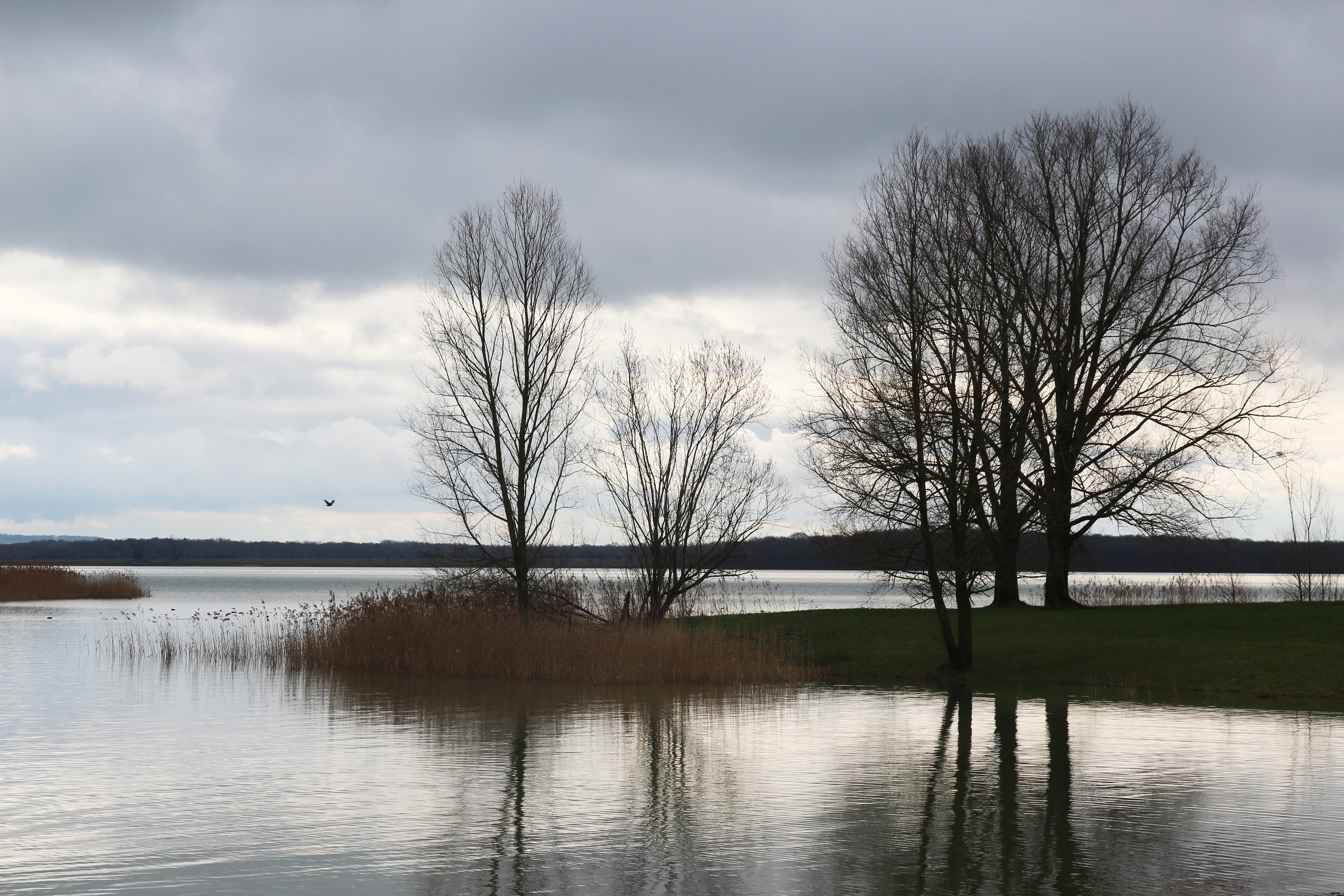 lake, tree, evening, clouds lake, water, sky, bare tree, cloud - sky