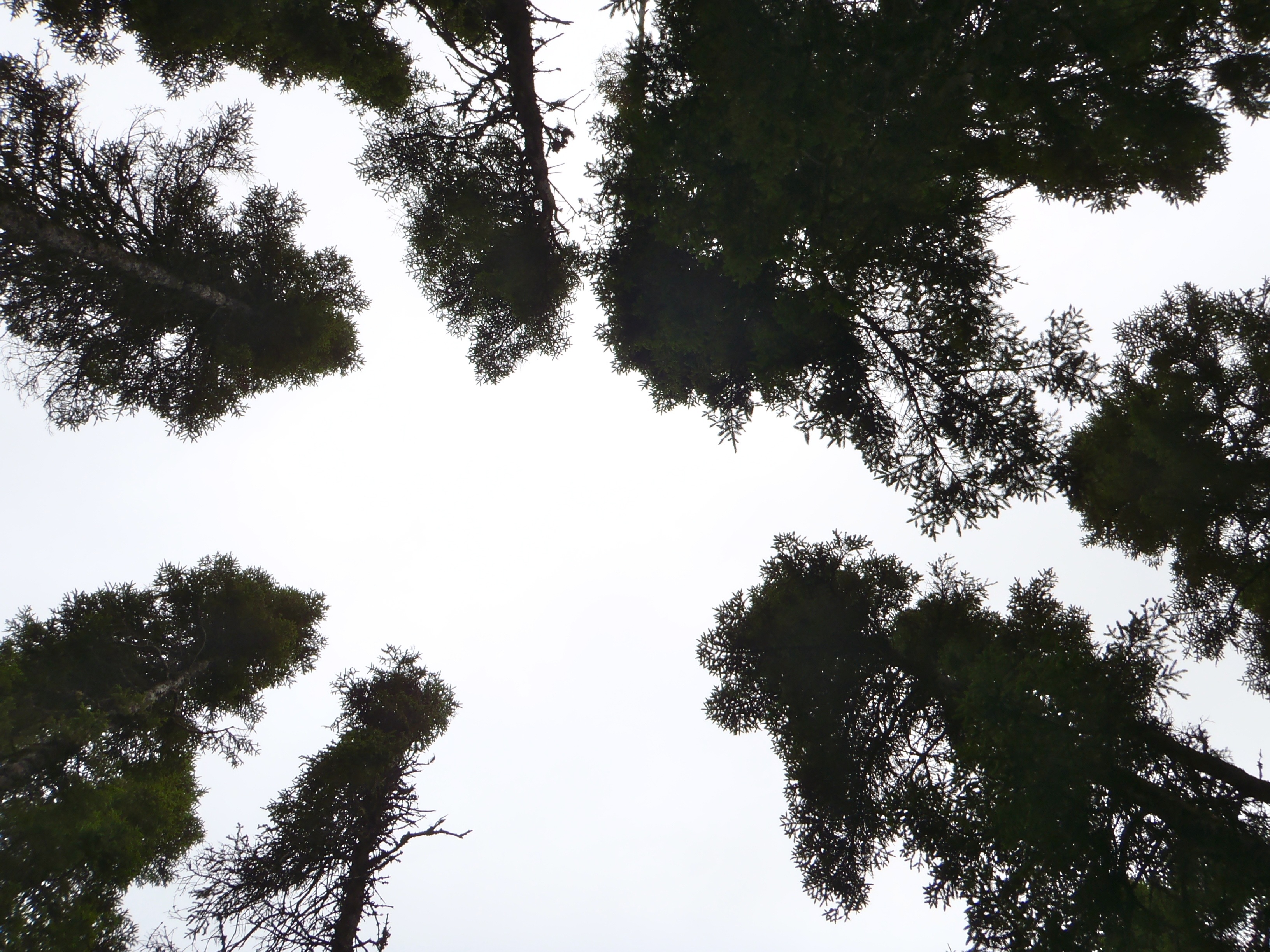 tree, sky, nature, clouds, plant, low angle view, growth, tranquility