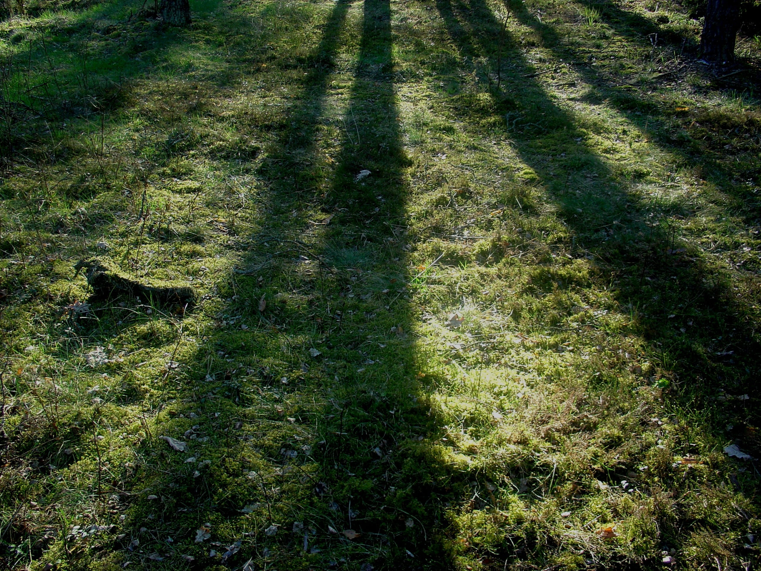 forest, tree, nature, spring, plant, shadow, grass, sunlight