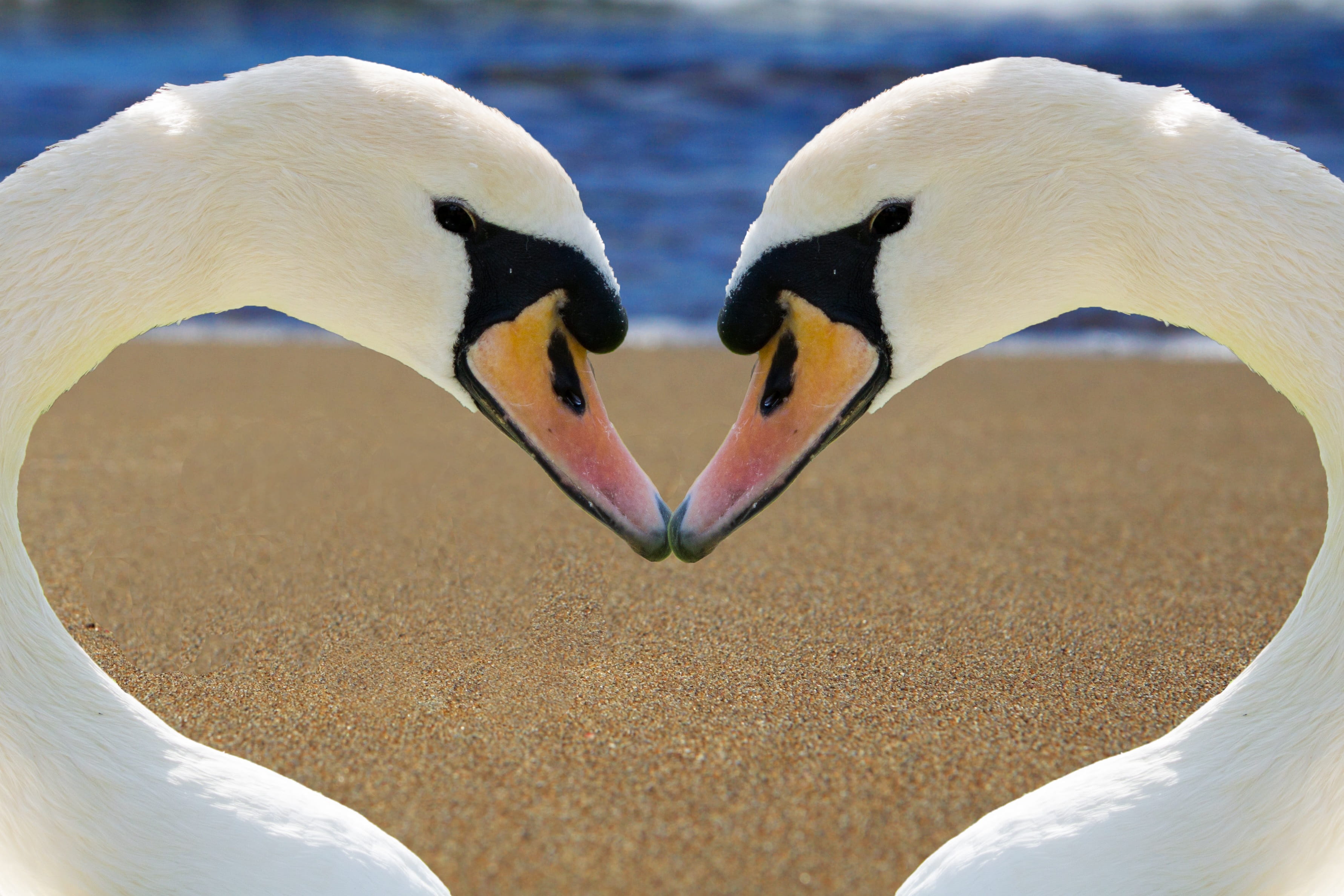 two white swan forming heart near body of water, love, bill, beach
