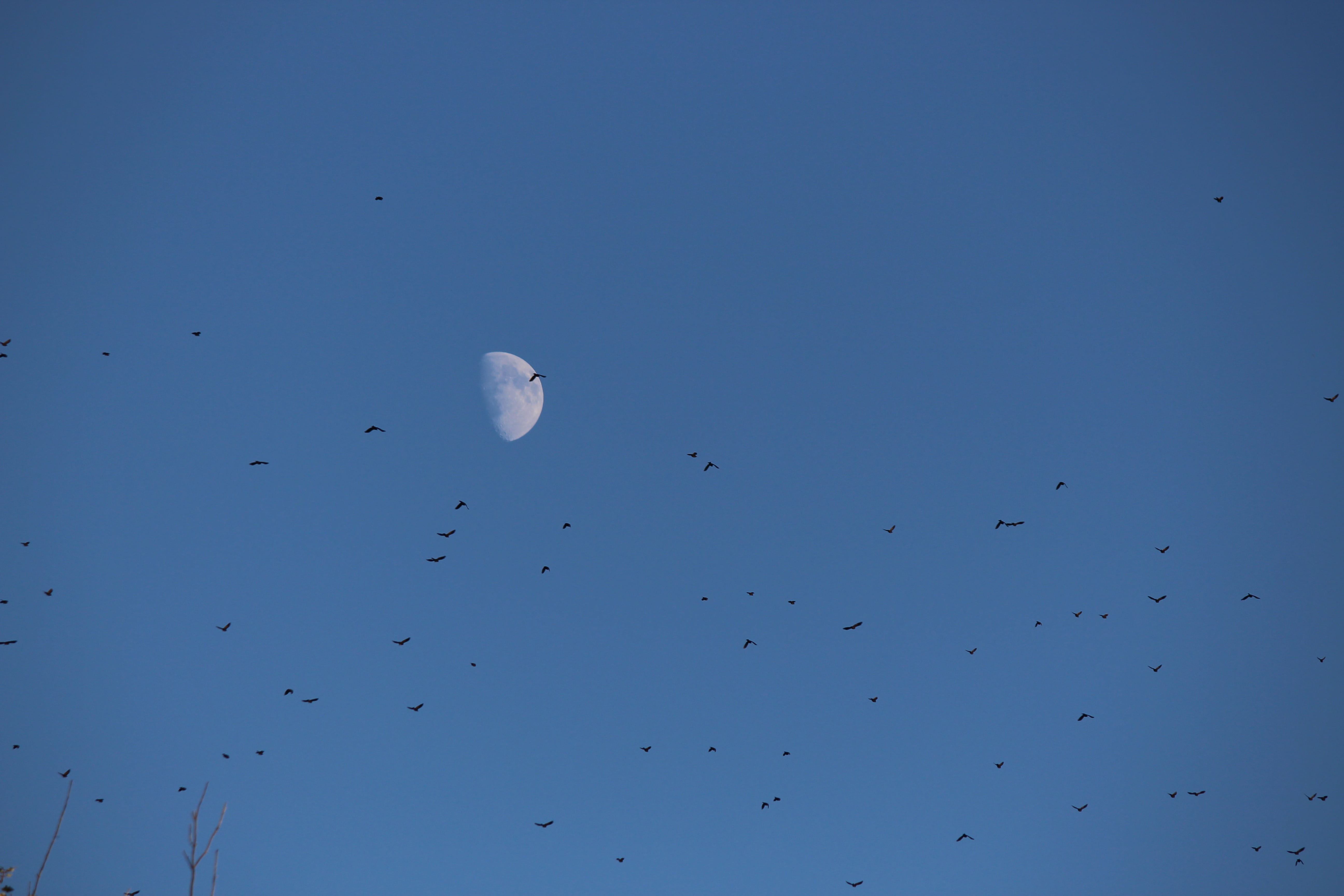 moon, birds, flock, sky, day, afternoon, waning, waxing, migrate