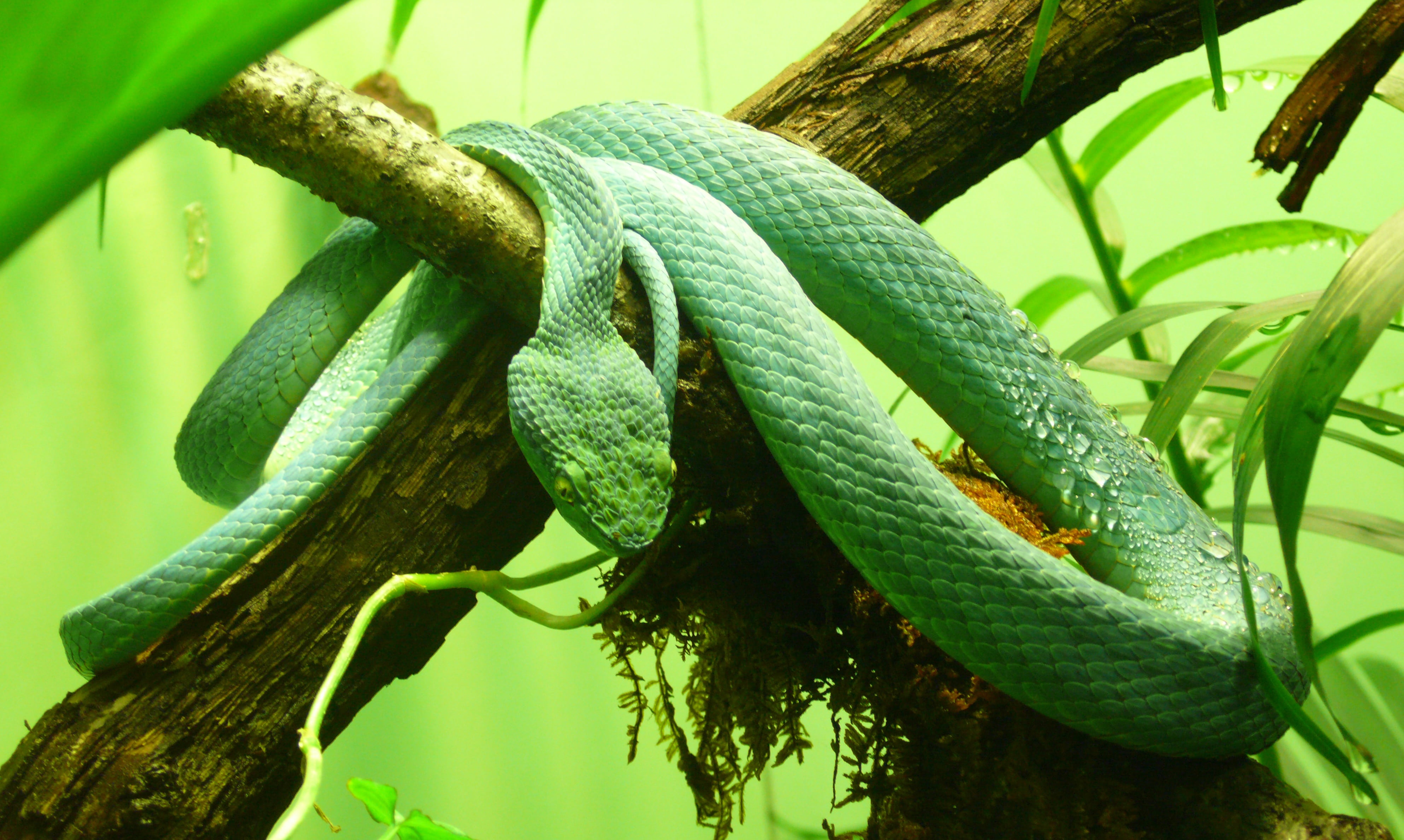 Free download | HD wallpaper: green viper on branch, side striped palm ...