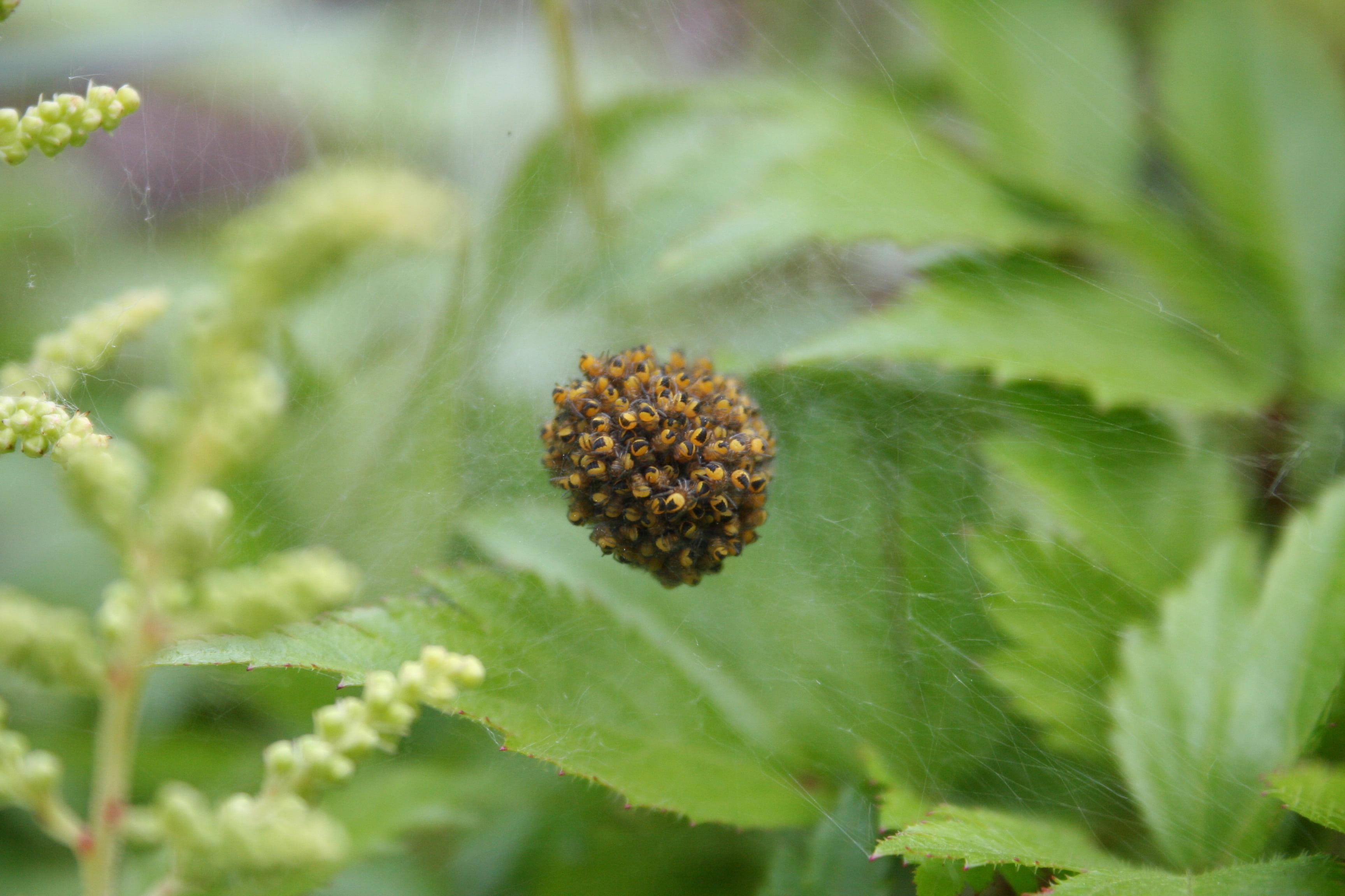 spin, nature, macro, web, bug, close up, spider web, plant
