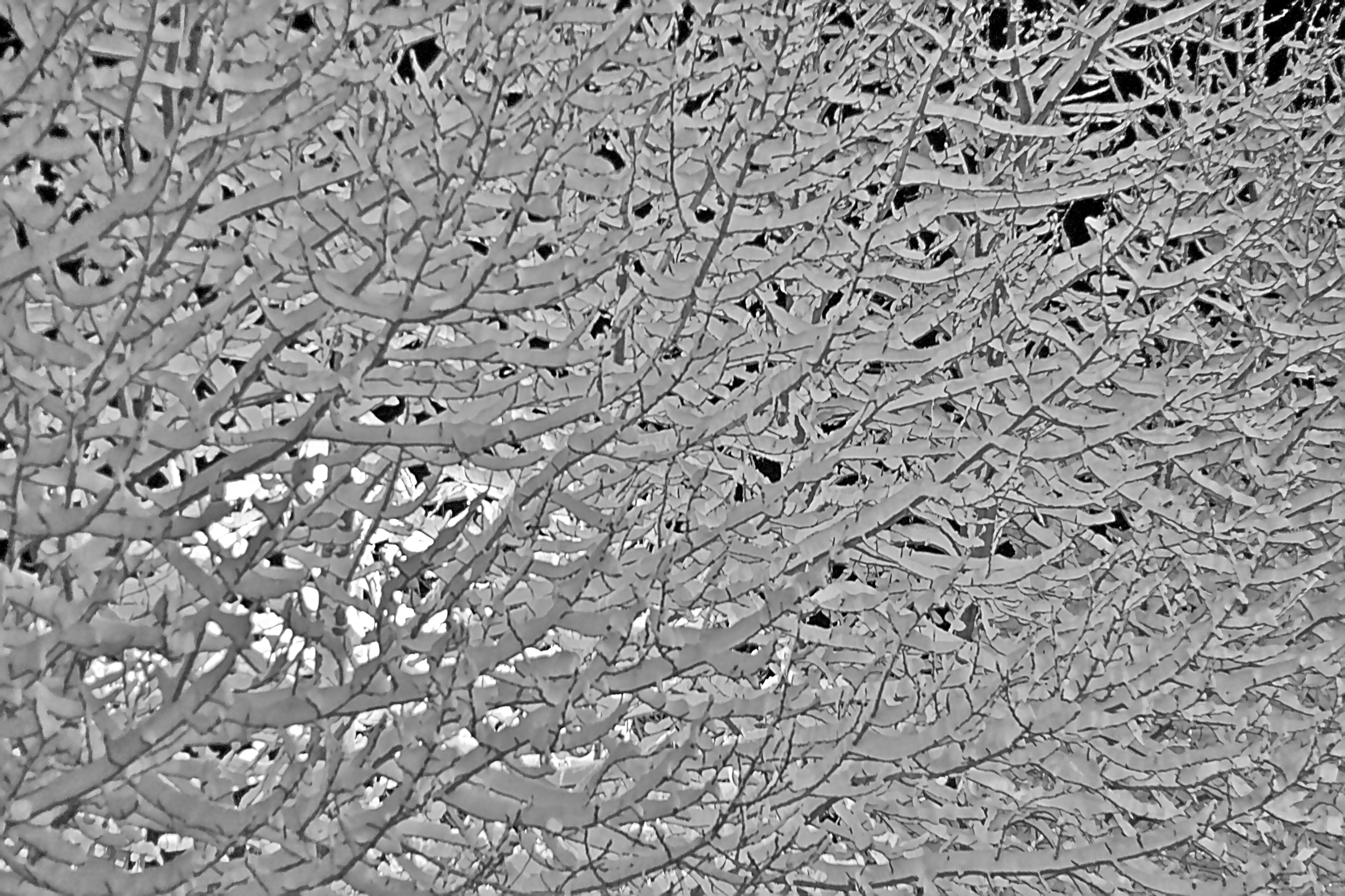 snow, winter, tree, branches, white, cold, backgrounds, pattern